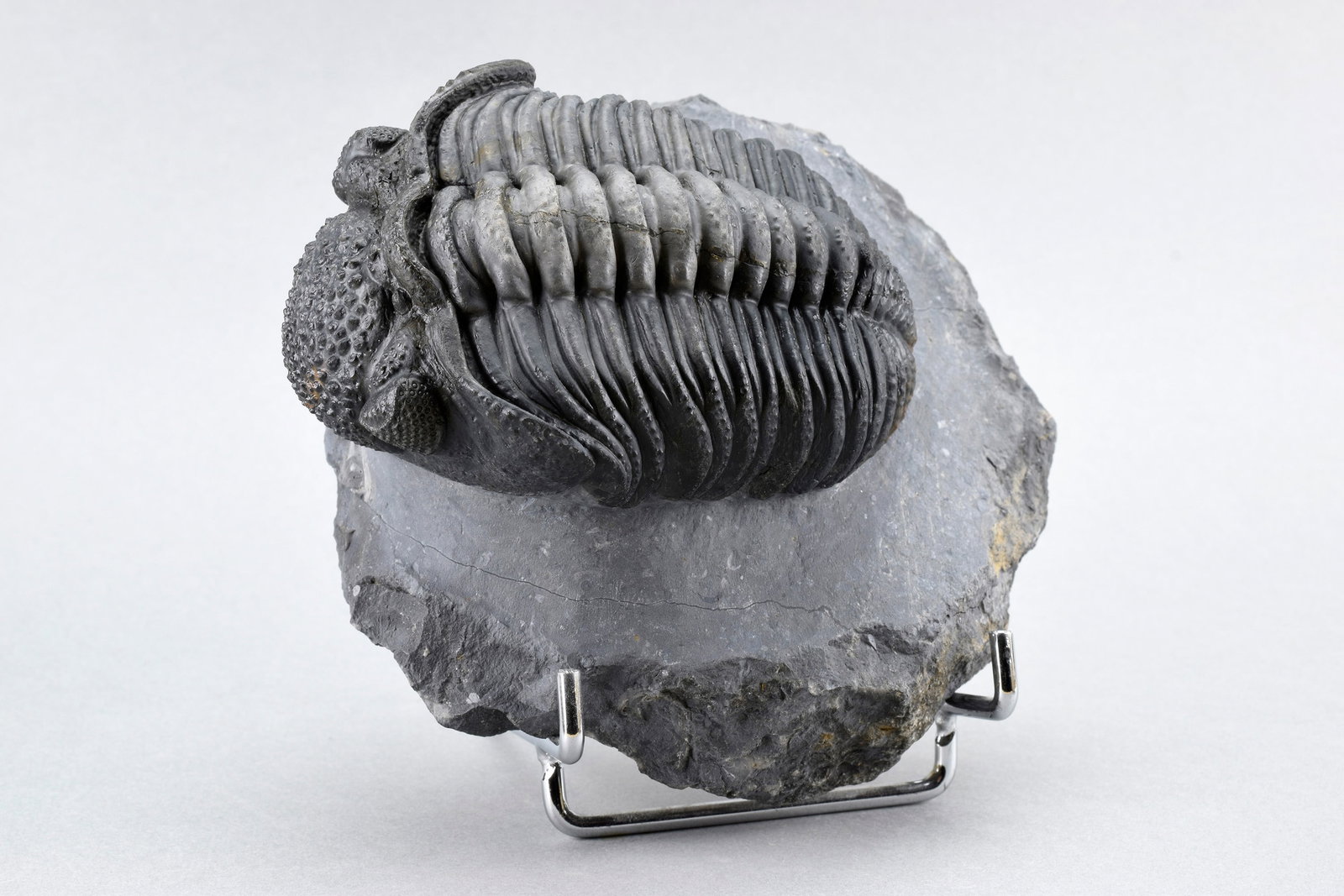 Finest trilobite Drotops megalomanicus - 9