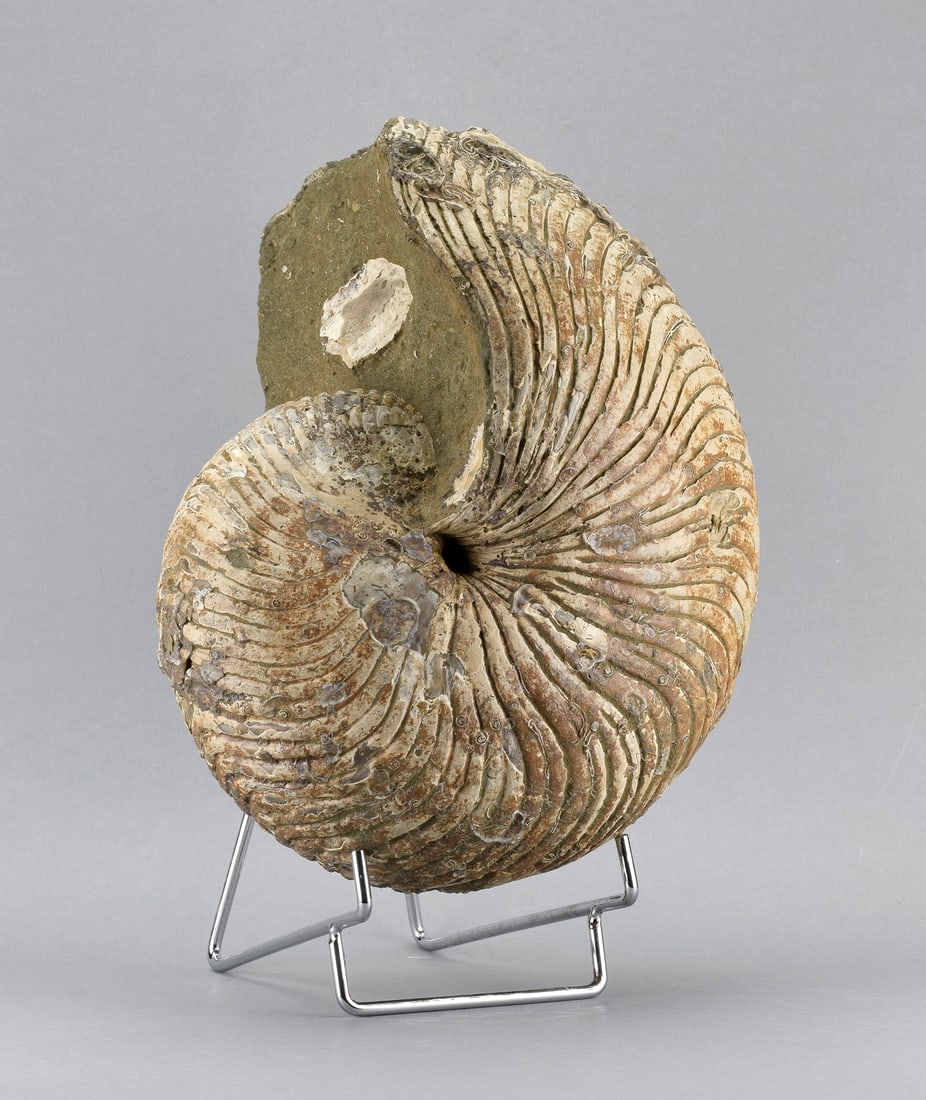 Large Nautilid - Cymatoceras sakalavus - 2