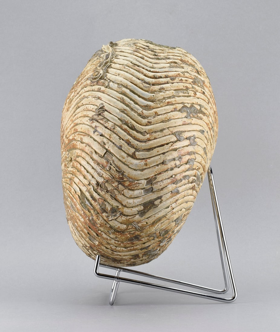 Large Nautilid - Cymatoceras sakalavus - 6