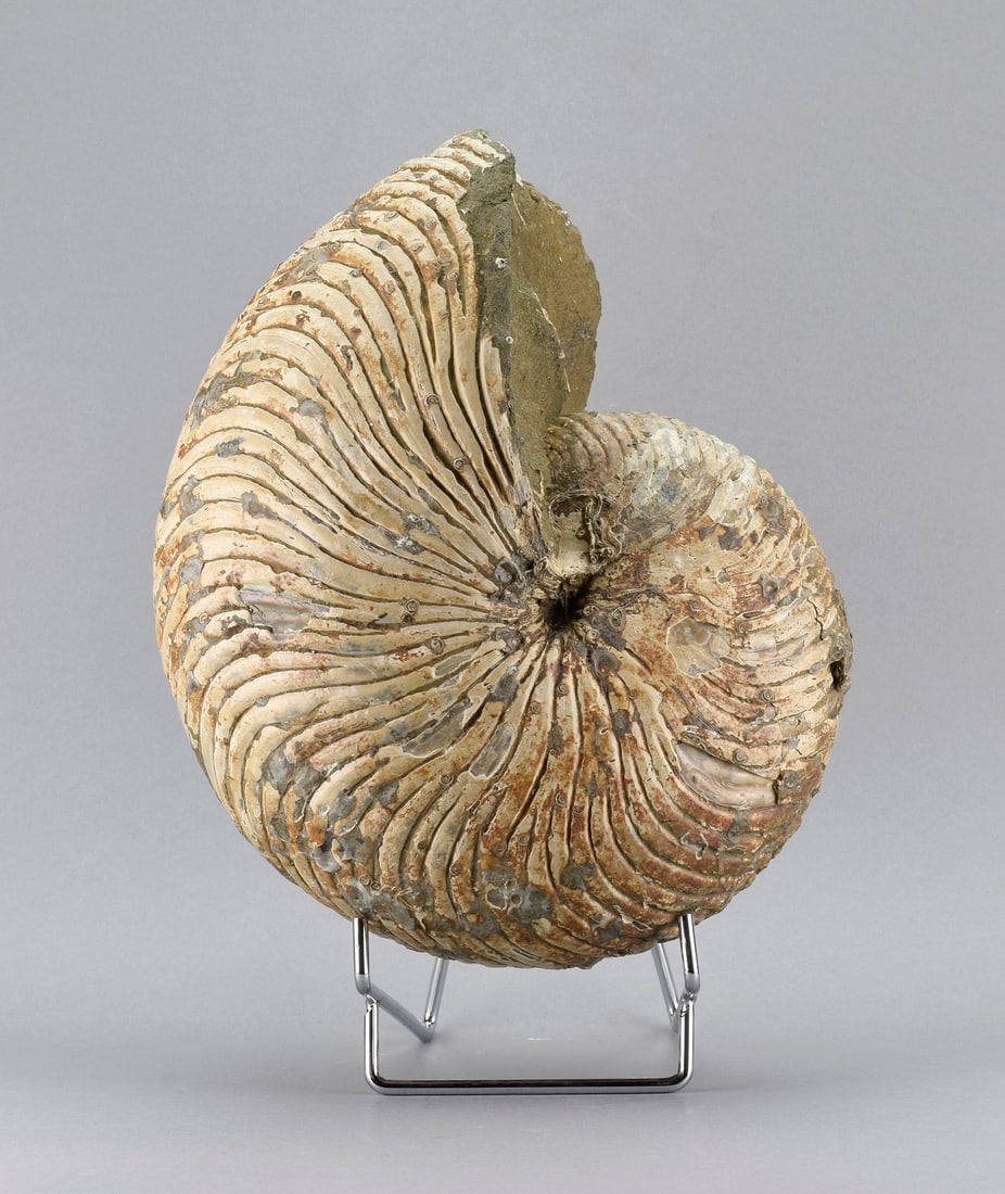 Large Nautilid - Cymatoceras sakalavus - 7