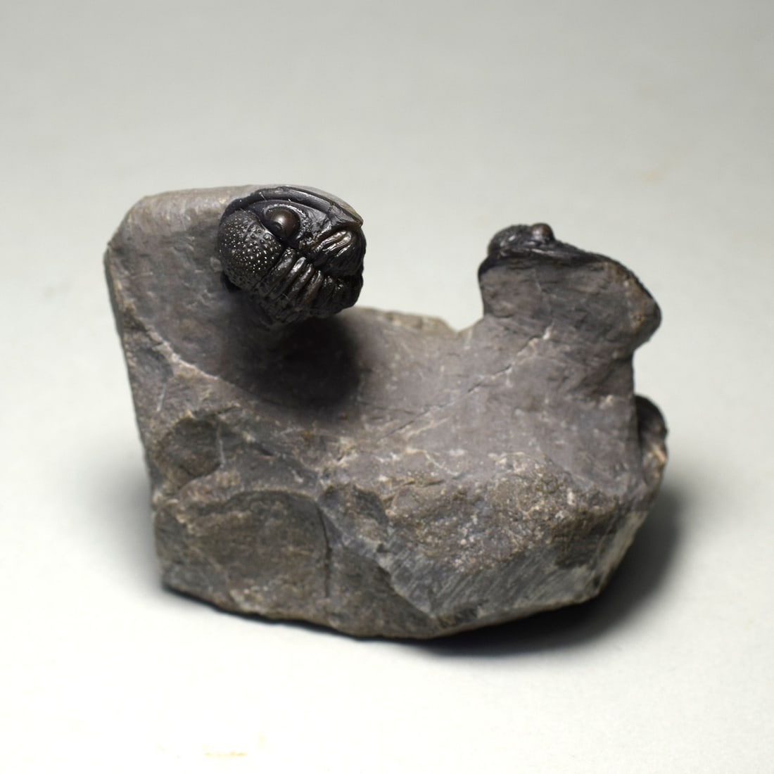 Beautiful trilobite duo of Gerastos sp.: Title: Beautiful trilobite duo of Gerastos sp. Origin: Morocco Size: c. 19 and 25 mm long trilobites Description: Species: Gerastos sp. Age: Middle Devonian Locality: Morocco Measurements: c. 19 and 2