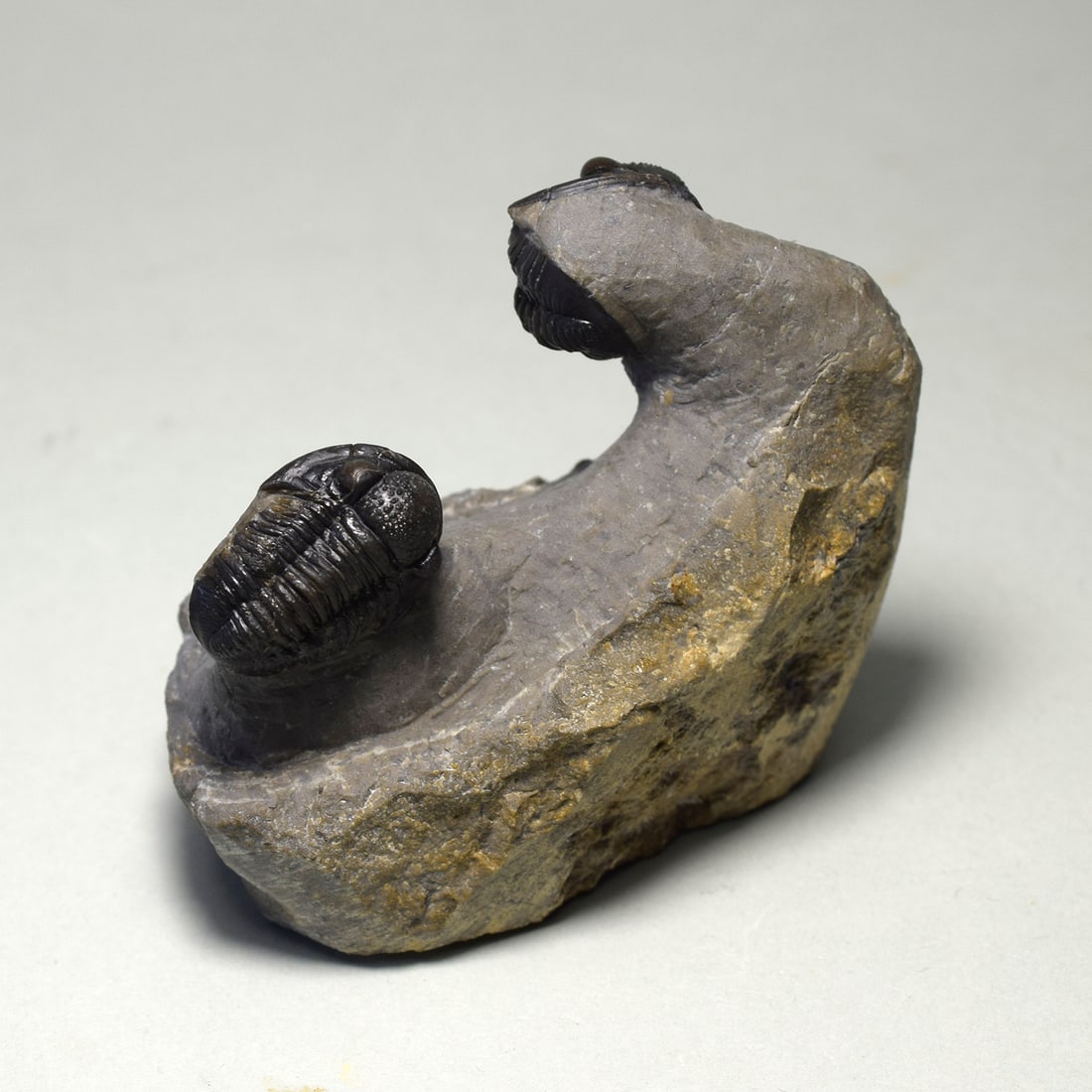 Beautiful trilobite duo of Gerastos sp. - 5