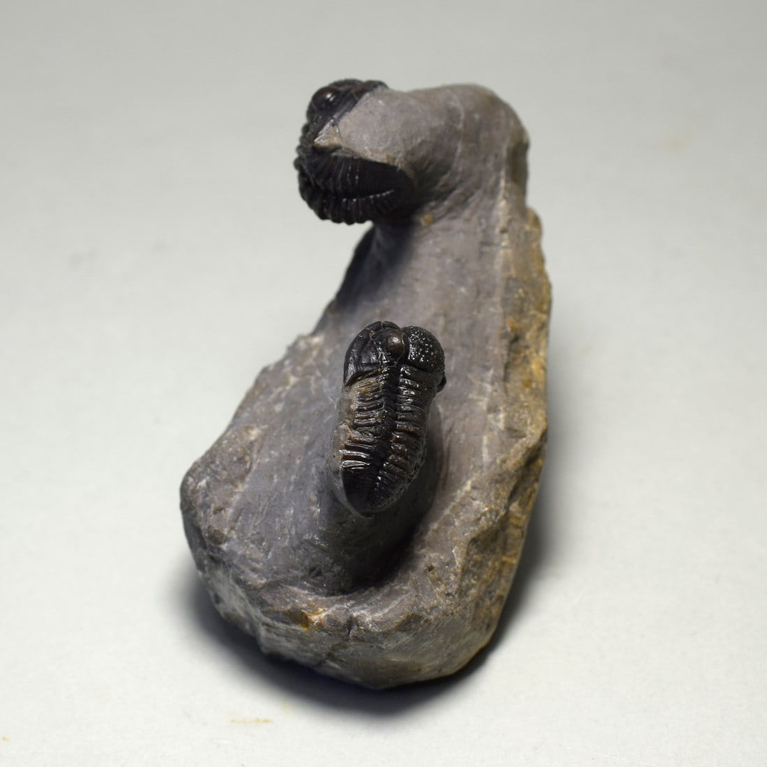 Beautiful trilobite duo of Gerastos sp. - 6