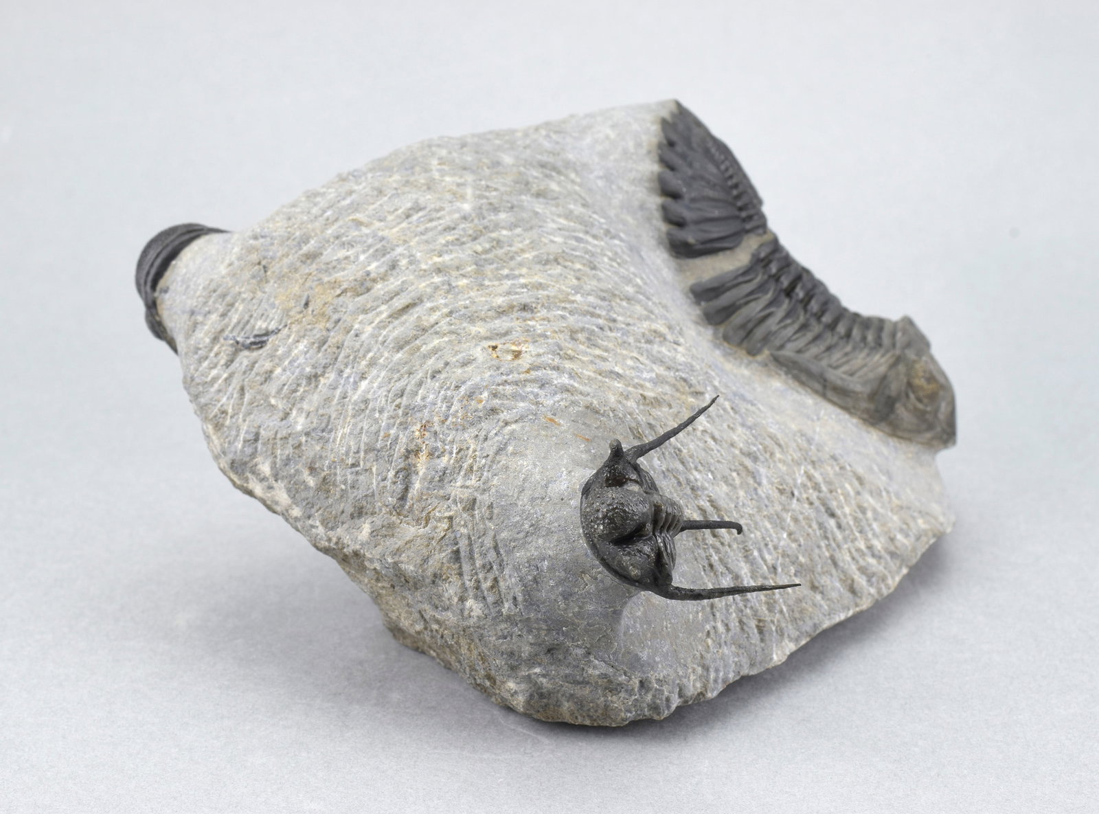 Flying-prepared Cyphaspis with Hollardops and Phacops trilobites - 10