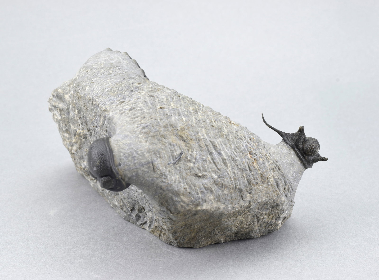 Flying-prepared Cyphaspis with Hollardops and Phacops trilobites - 11