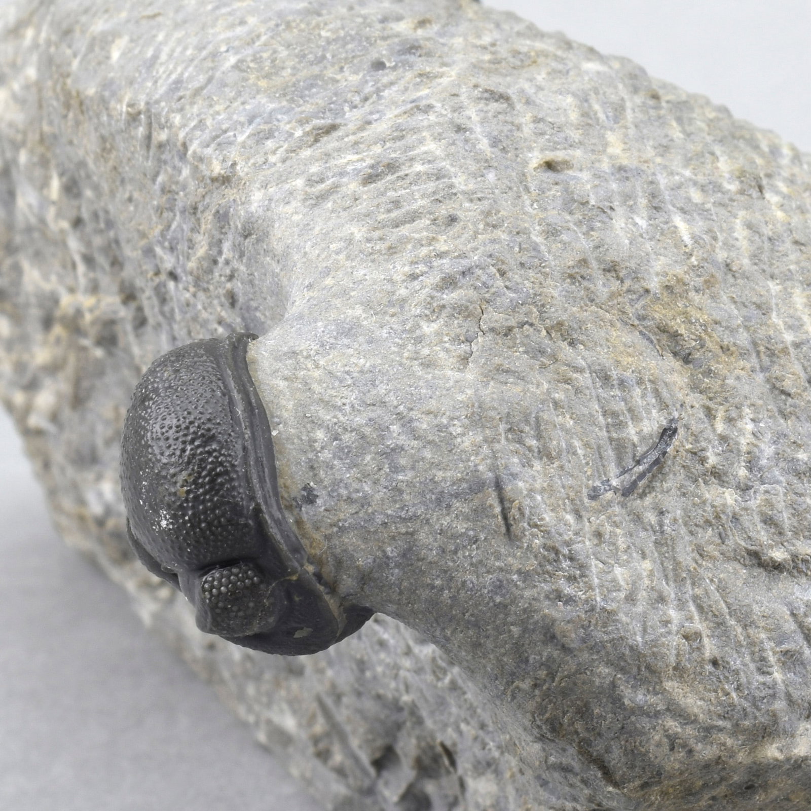 Flying-prepared Cyphaspis with Hollardops and Phacops trilobites - 12