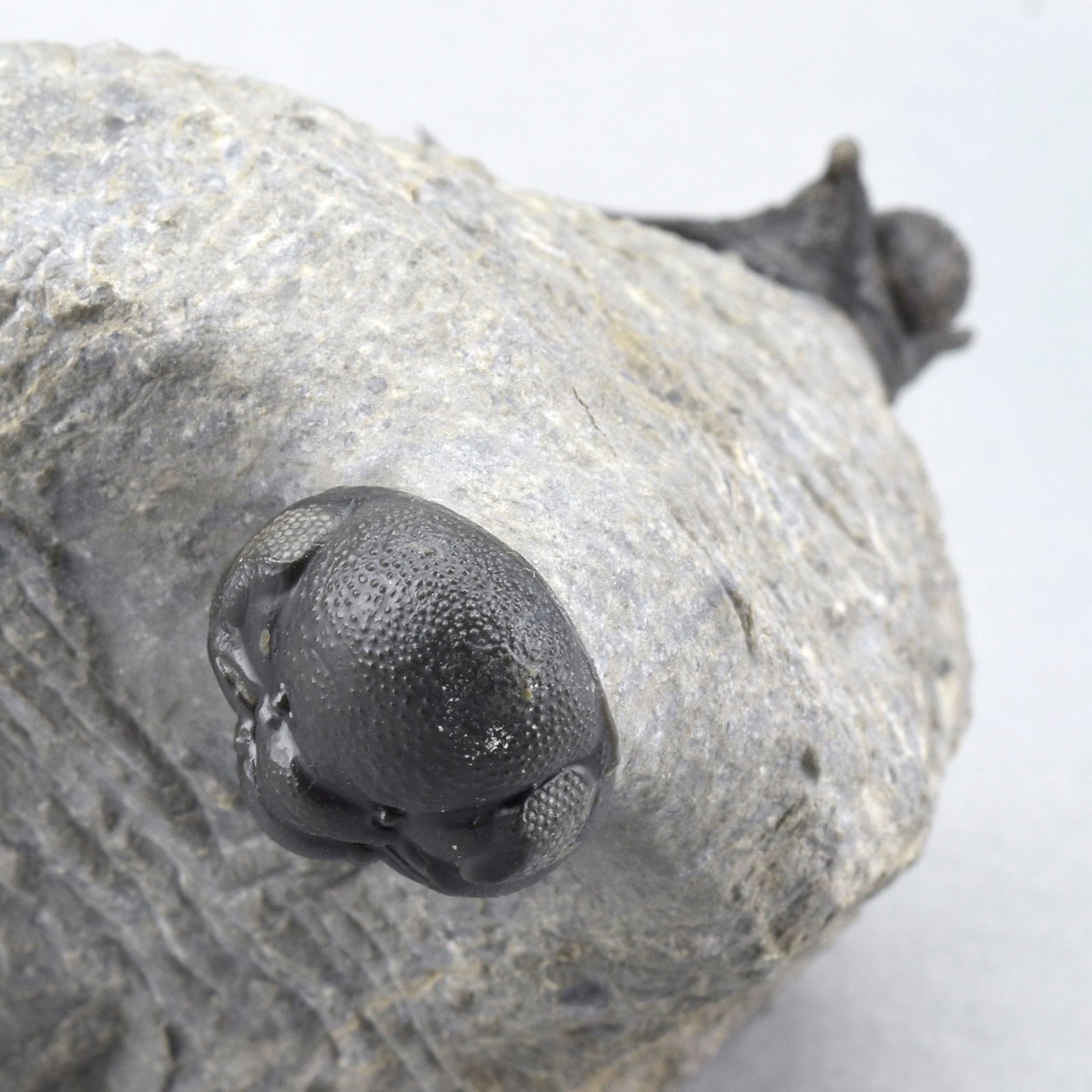 Flying-prepared Cyphaspis with Hollardops and Phacops trilobites - 13