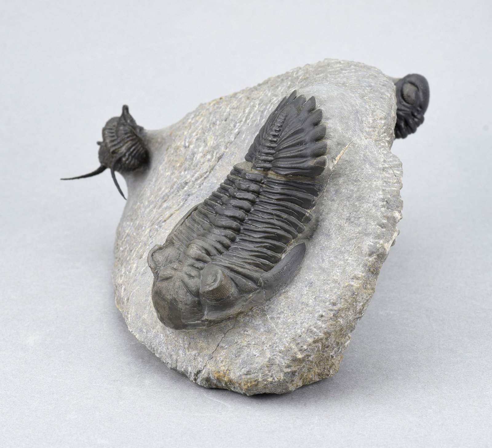 Flying-prepared Cyphaspis with Hollardops and Phacops trilobites - 14