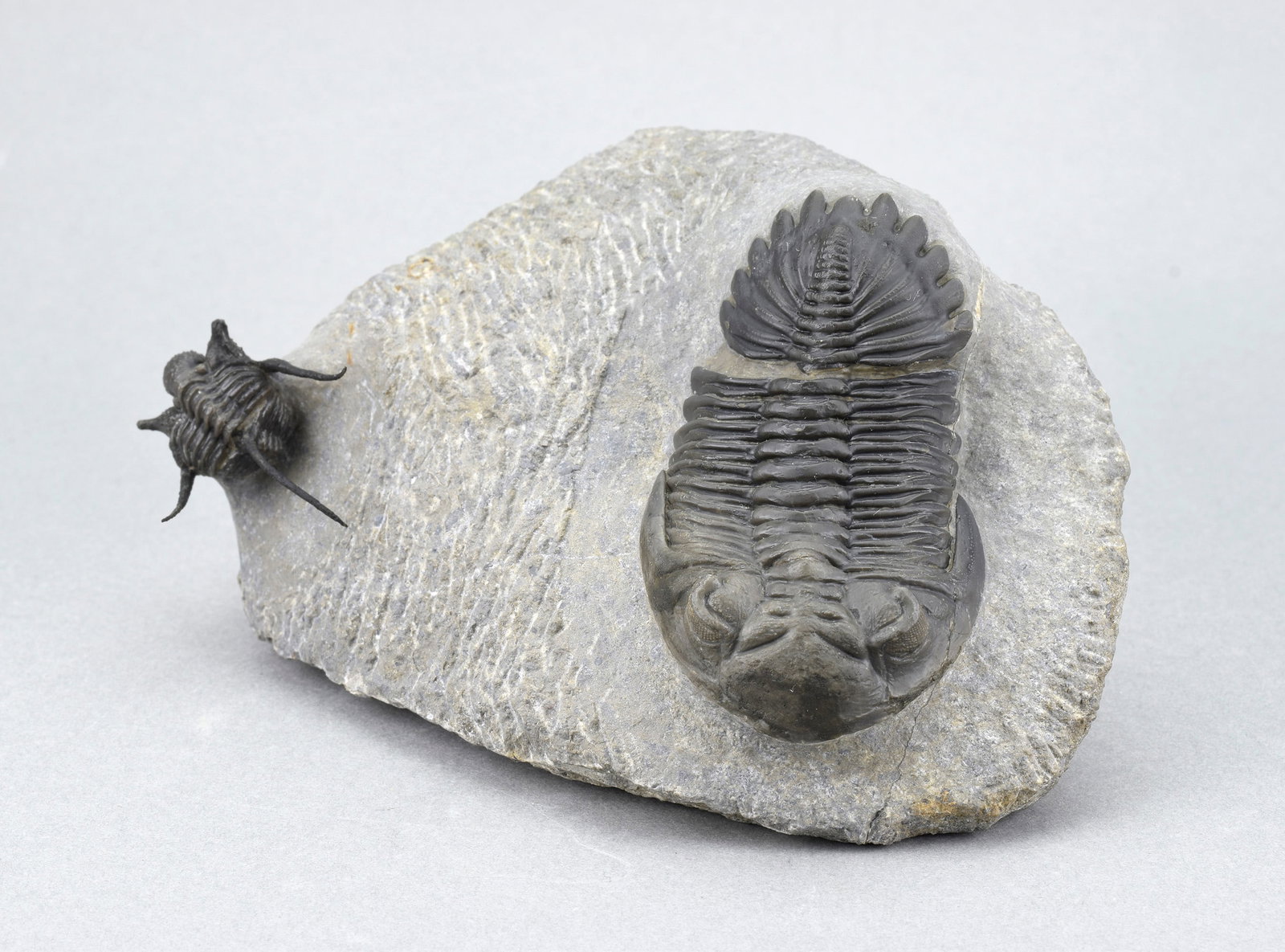 Flying-prepared Cyphaspis with Hollardops and Phacops trilobites - 15