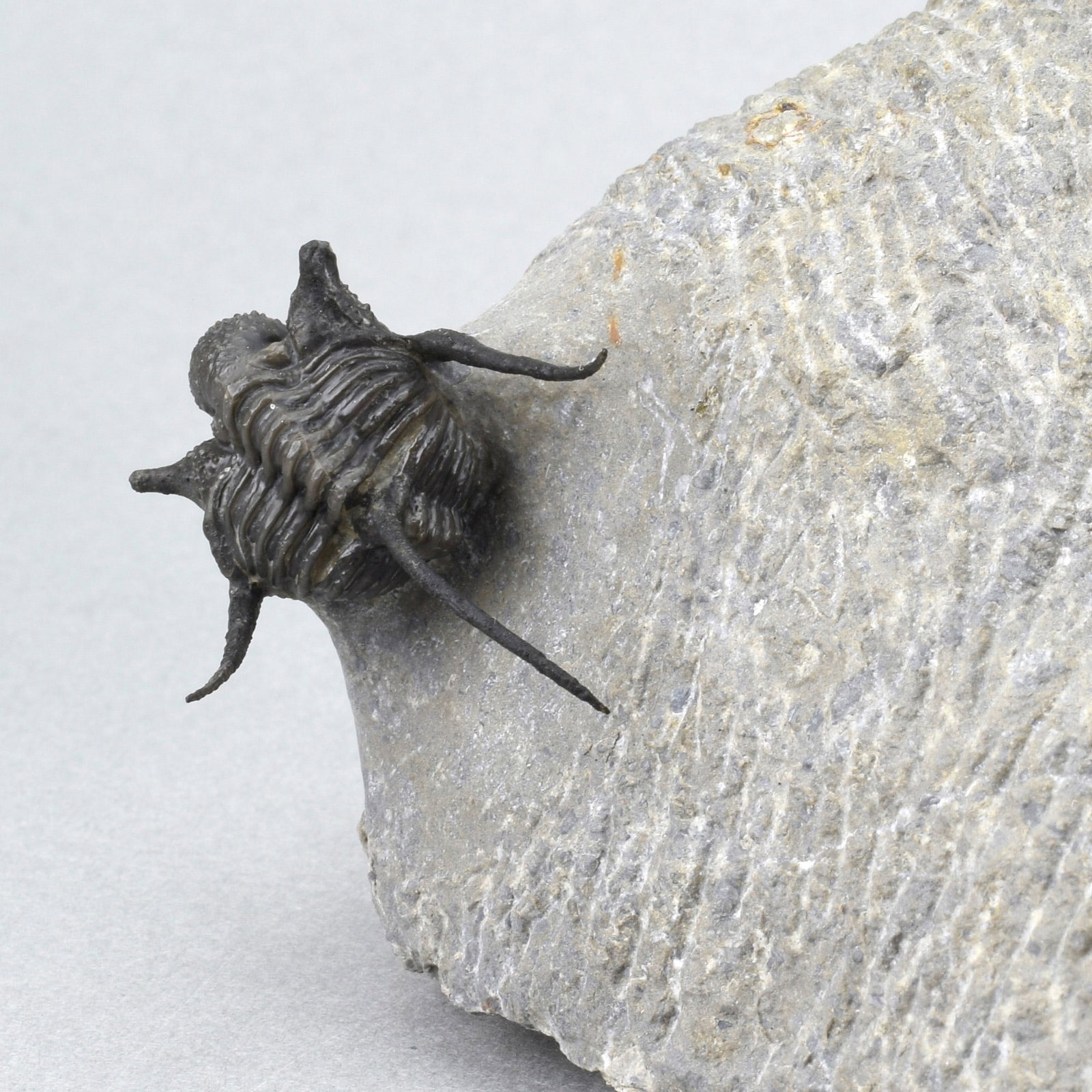 Flying-prepared Cyphaspis with Hollardops and Phacops trilobites - 16