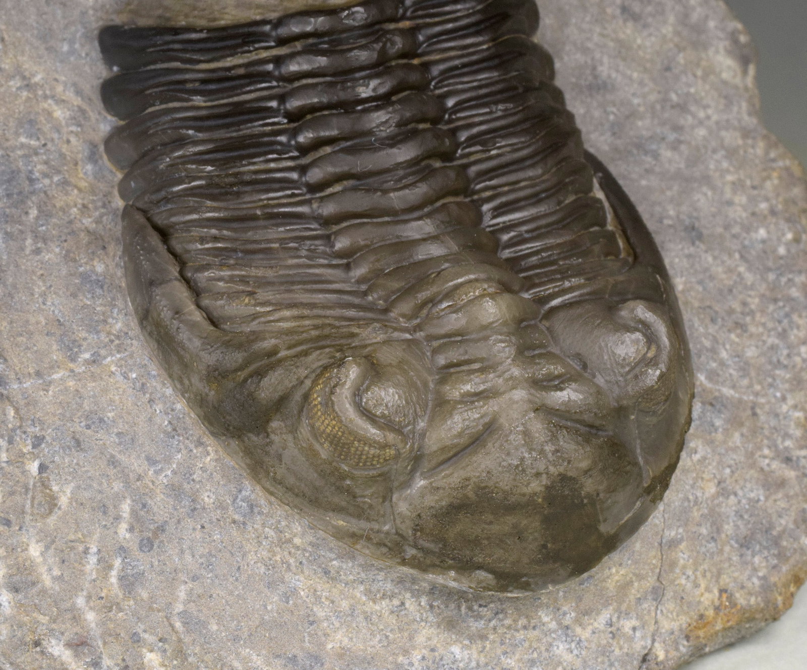 Flying-prepared Cyphaspis with Hollardops and Phacops trilobites - 2