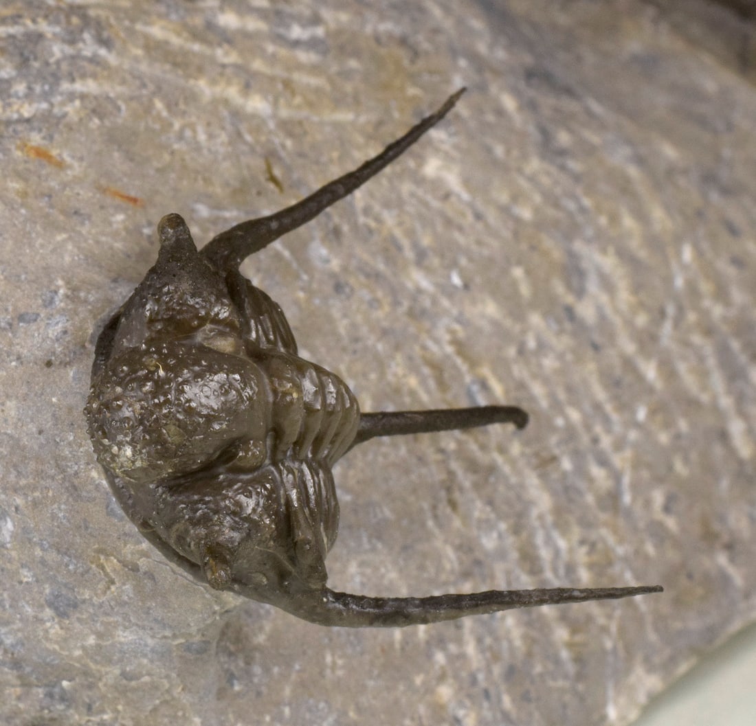 Flying-prepared Cyphaspis with Hollardops and Phacops trilobites - 5