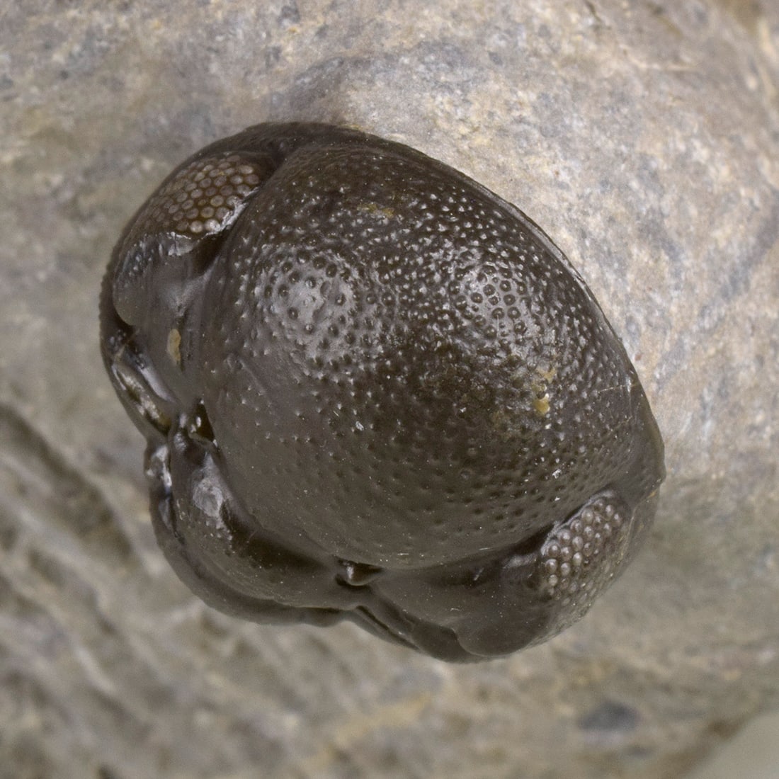 Flying-prepared Cyphaspis with Hollardops and Phacops trilobites - 6