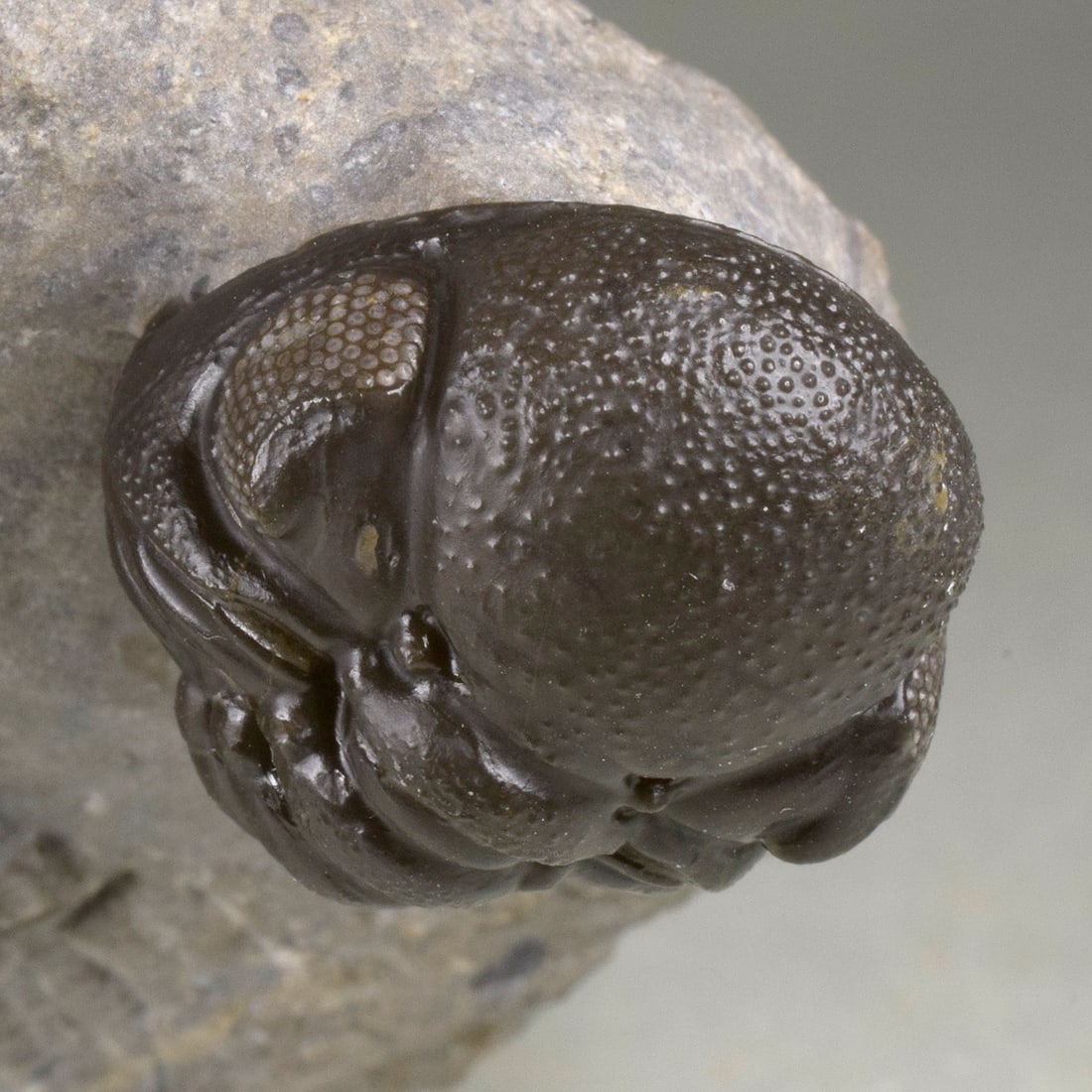 Flying-prepared Cyphaspis with Hollardops and Phacops trilobites - 7