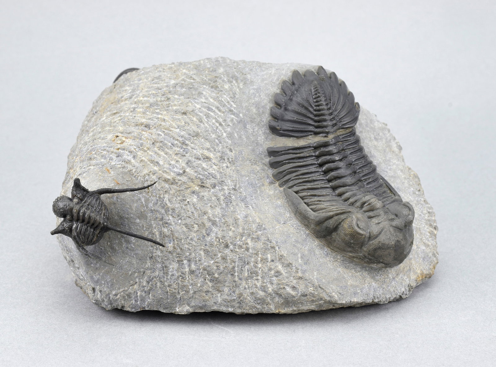 Flying-prepared Cyphaspis with Hollardops and Phacops trilobites - 8