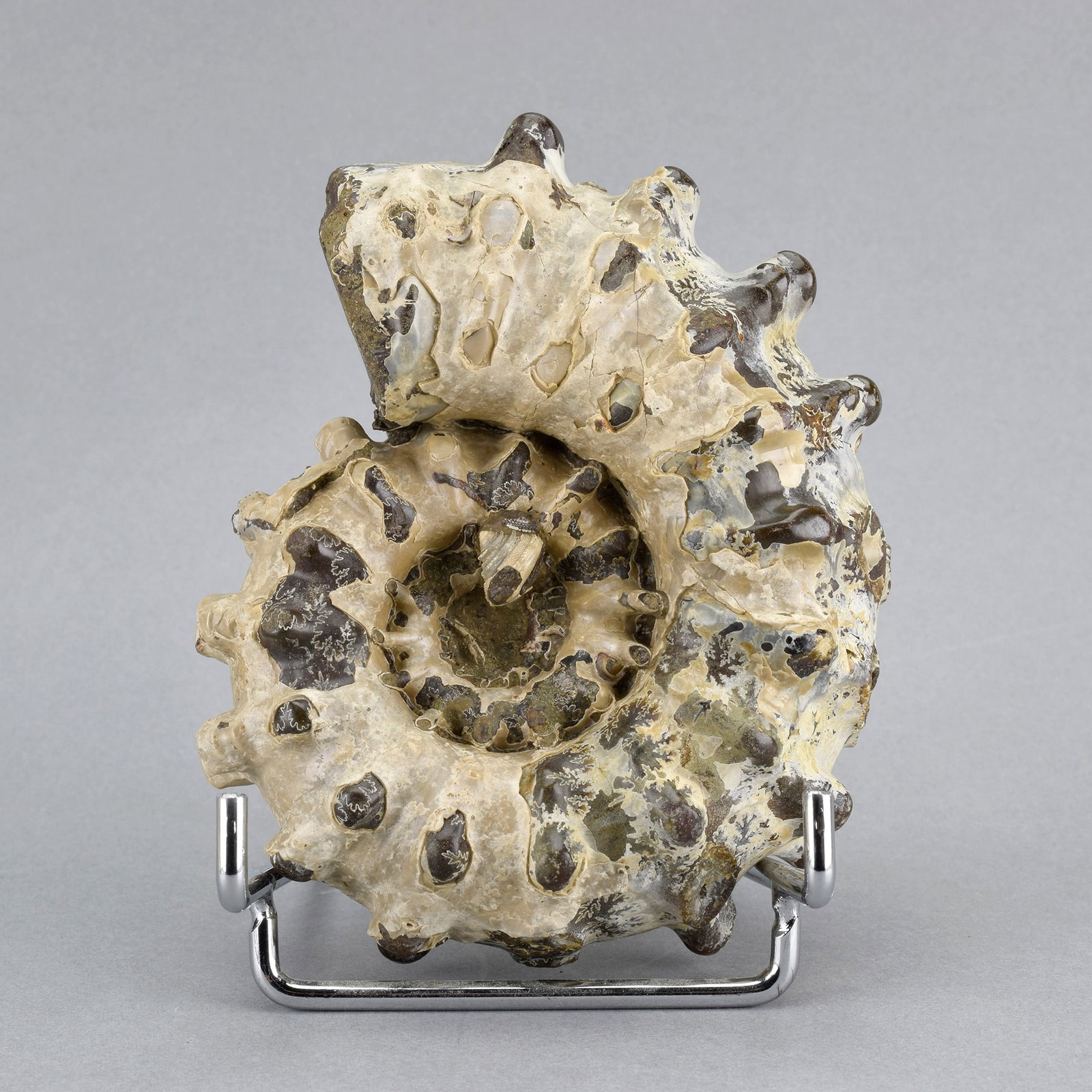 10.5 cm Douvilleiceras inaequinodum with gastropod: Title: 10.5 cm Douvilleiceras inaequinodum with gastropodOrigin: MadagascarSize: 10.5 cm diameterDescription: Species: Douvilleiceras inaequinodum Age: Albian, Cretaceous Locality: Mahajanga,