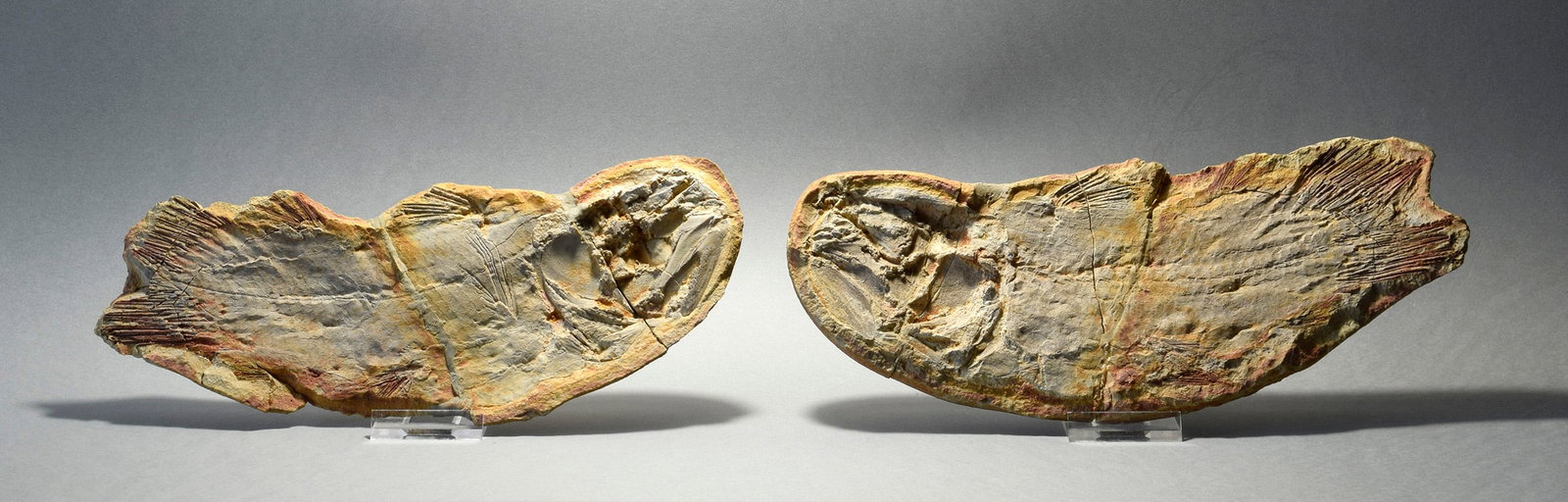 Fine coelacanth fish Whiteia uyenoteruyai: Title: Fine coelacanth fish Whiteia uyenoteruyaiOrigin: MadagascarSize: c. 23.5 cm longDescription: Species: Whiteia uyenoteruyai Age: lower Triassic Locality: Madagascar Measurements: c. 23.5 cm