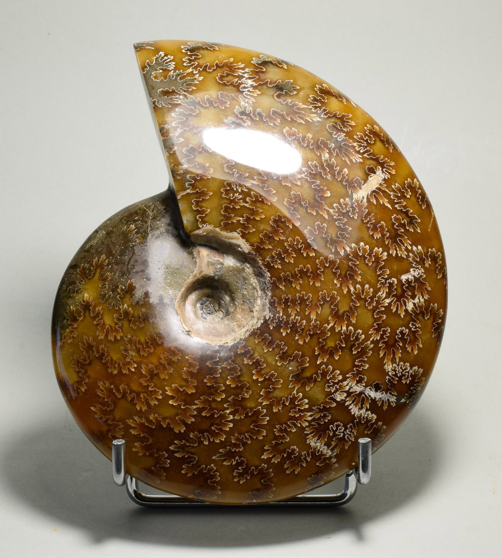 Polished Ammonite with highlighted suture lines - Aioloceras besairiei: Title: Polished Ammonite with highlighted suture lines - Aioloceras besairieiOrigin: MadagascarSize: 13.5 cm diameterDescription: Species: Aioloceras besairiei Age: Cretaceous, Albian Locality: