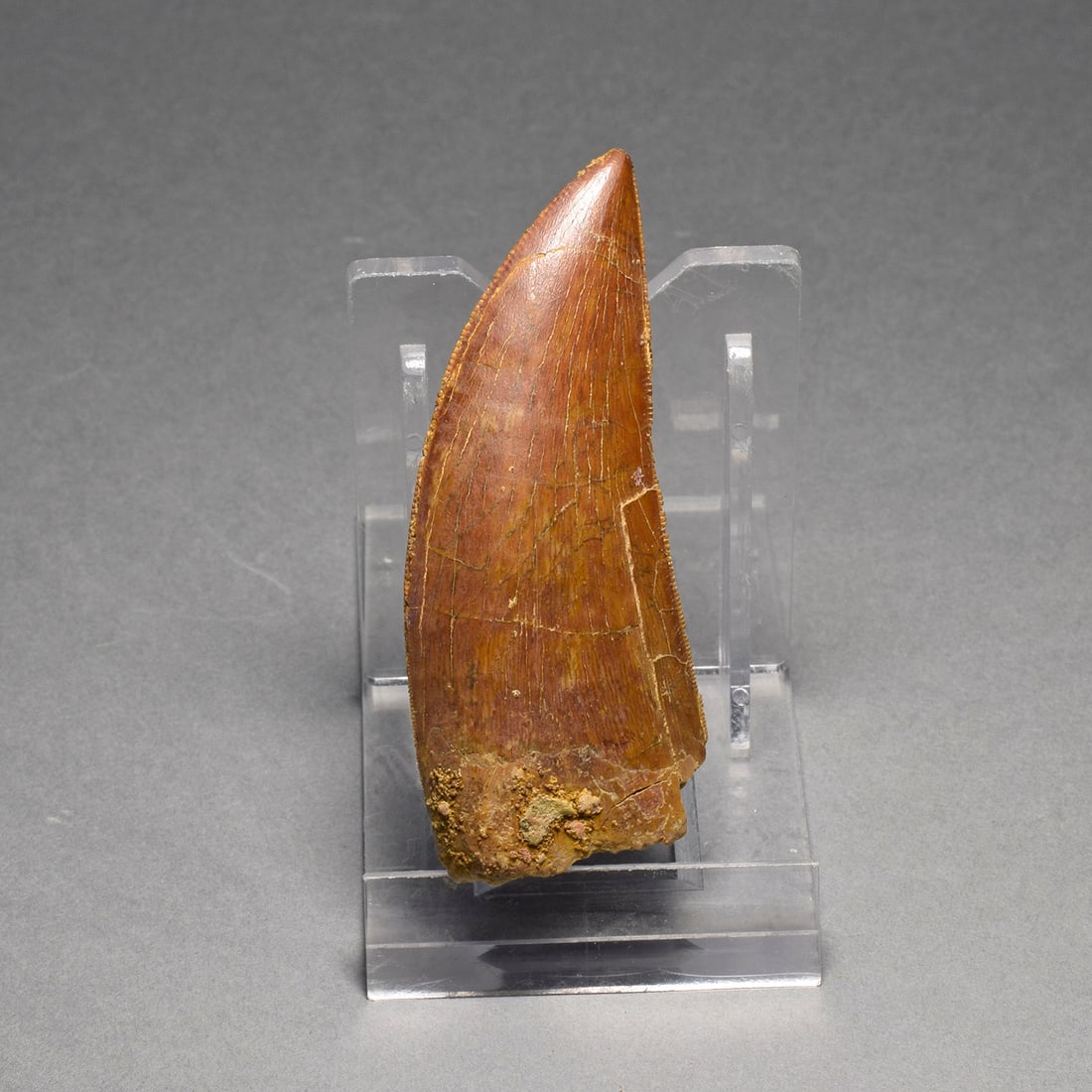 Beautiful 6.5 cm dinosaur tooth - Carcharodontosaurus saharicus: Title: Beautiful 6.5 cm dinosaur tooth - Carcharodontosaurus saharicusOrigin: MoroccoSize: 6.5 cm longDescription: Species: Carcharodontosaurus saharicus Age: Cretaceous, Cenomanian Locality: near