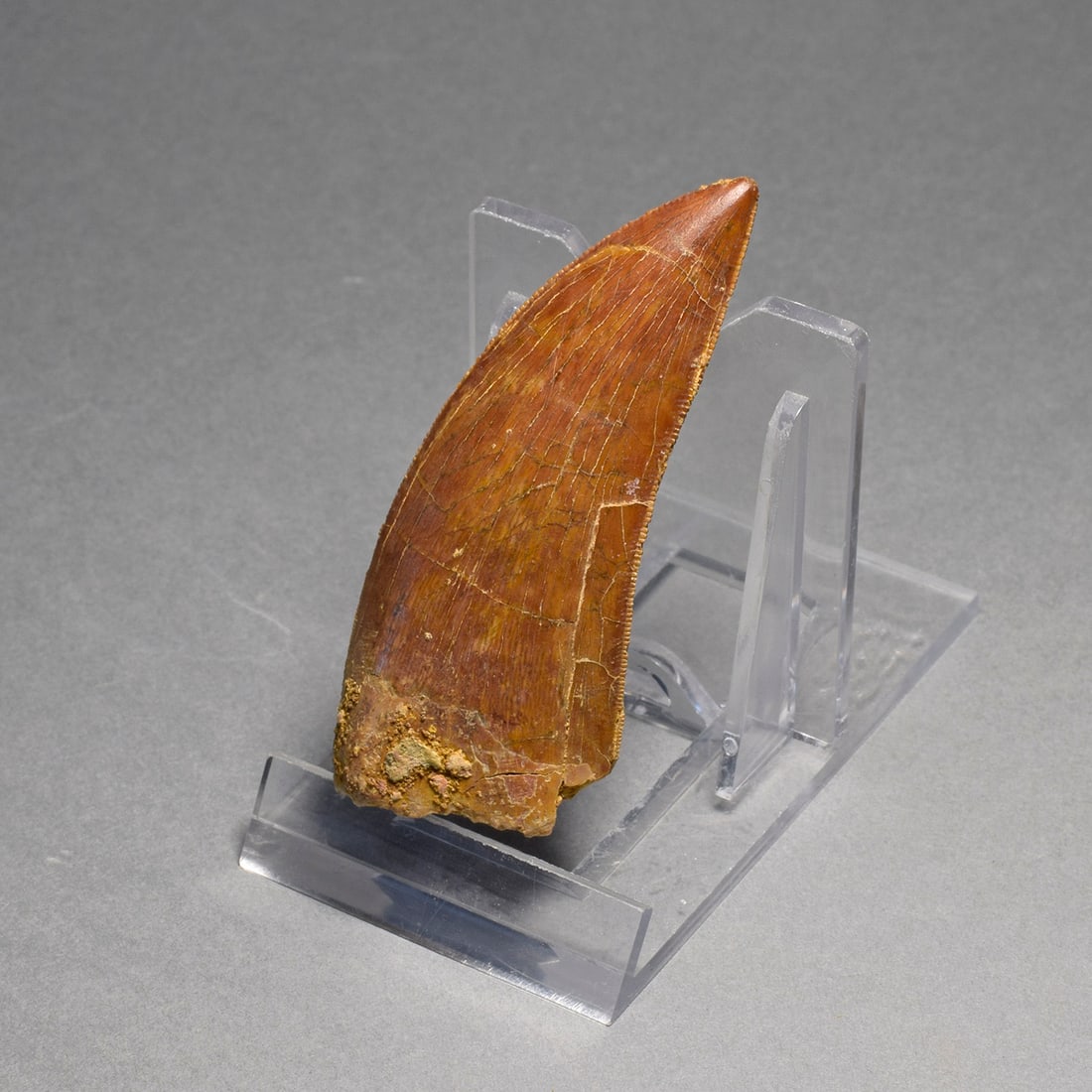 Beautiful 6.5 cm dinosaur tooth - Carcharodontosaurus saharicus - 3