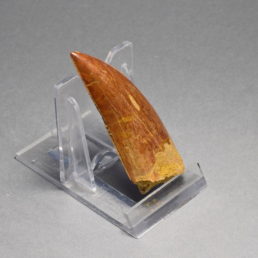 Beautiful 6.5 cm dinosaur tooth - Carcharodontosaurus saharicus - 5