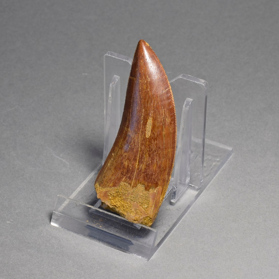 Beautiful 6.5 cm dinosaur tooth - Carcharodontosaurus saharicus - 6