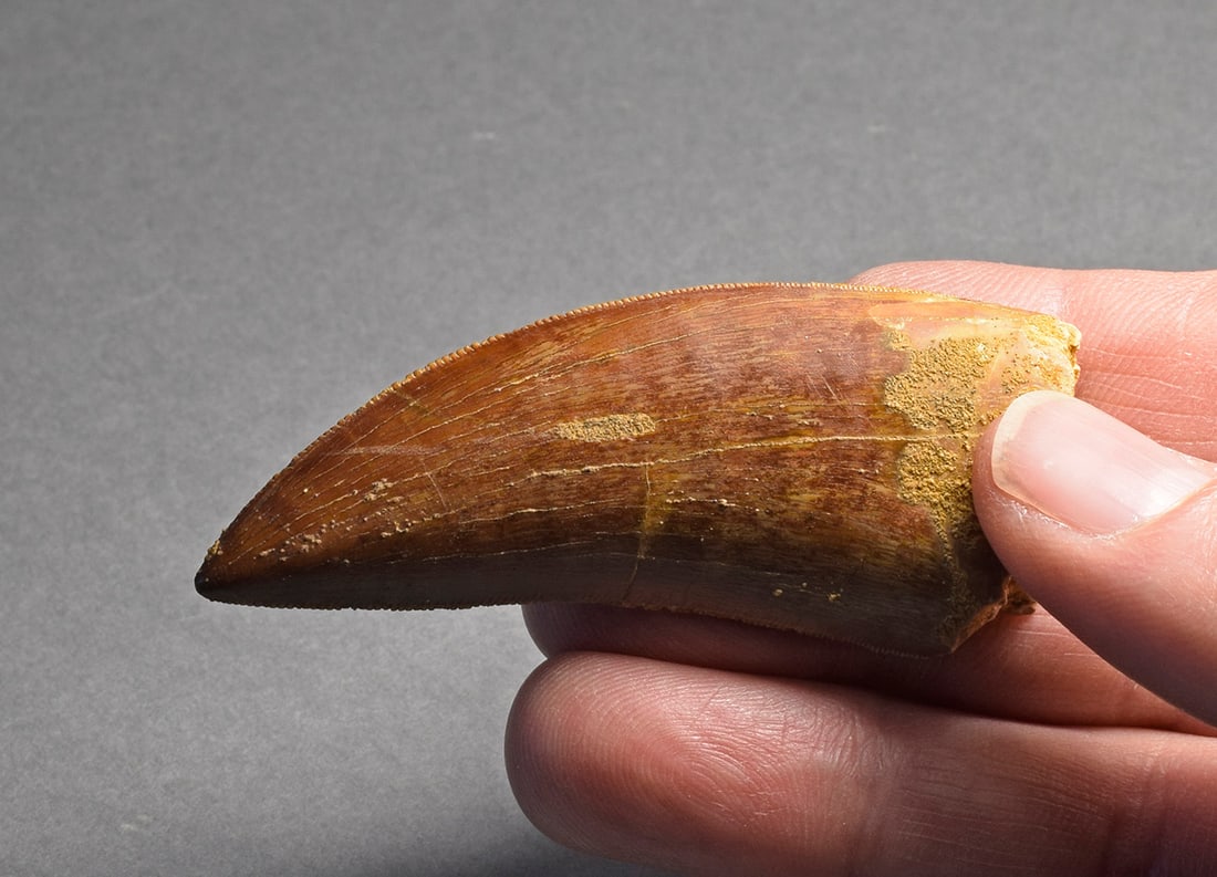 Beautiful 6.5 cm dinosaur tooth - Carcharodontosaurus saharicus - 7