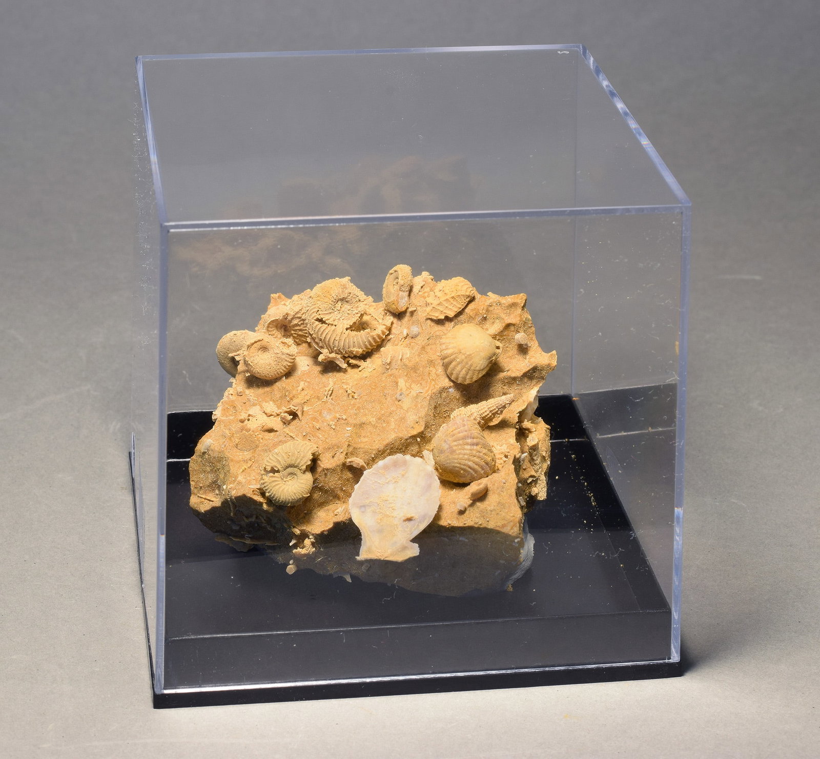 Silicified fossils in natural limestone matrix: Title: Silicified fossils in natural limestone matrixOrigin: FranceSize: 5 x 5 x 4 cm (fossils + matrix)Description: Species: diverse molluscan species. Age: Jurassic, Oxfordian Locality: Alsace,