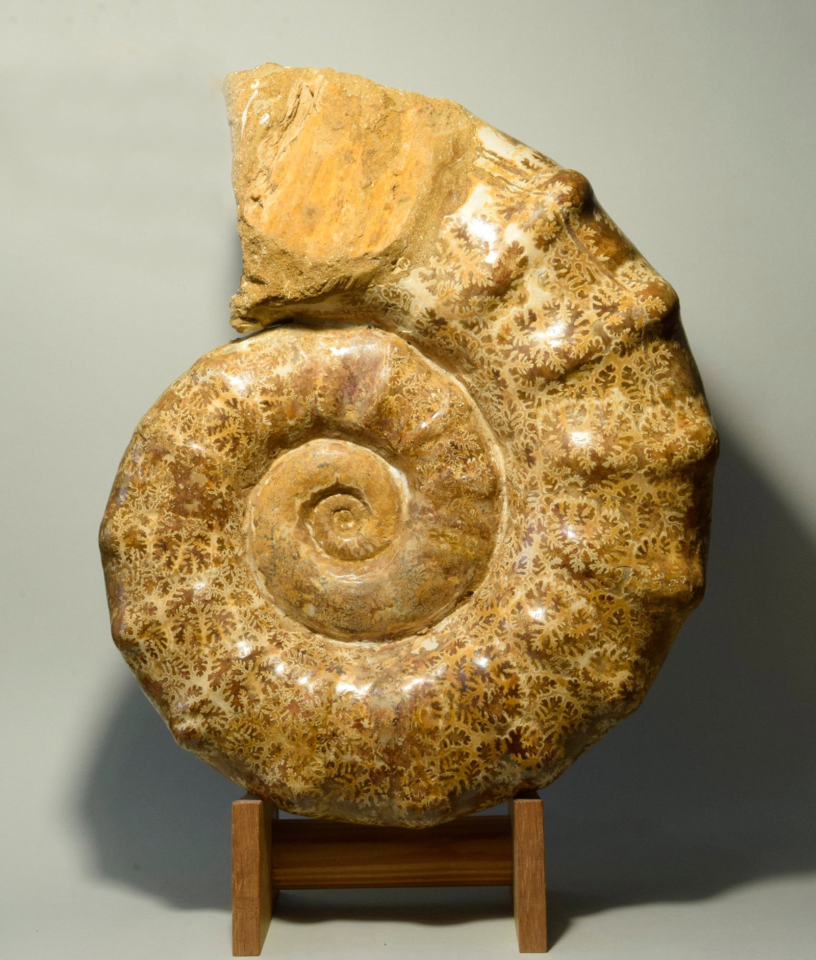38 cm Ammonite Euaspidoceras with superb suture patterns (1 of 6)