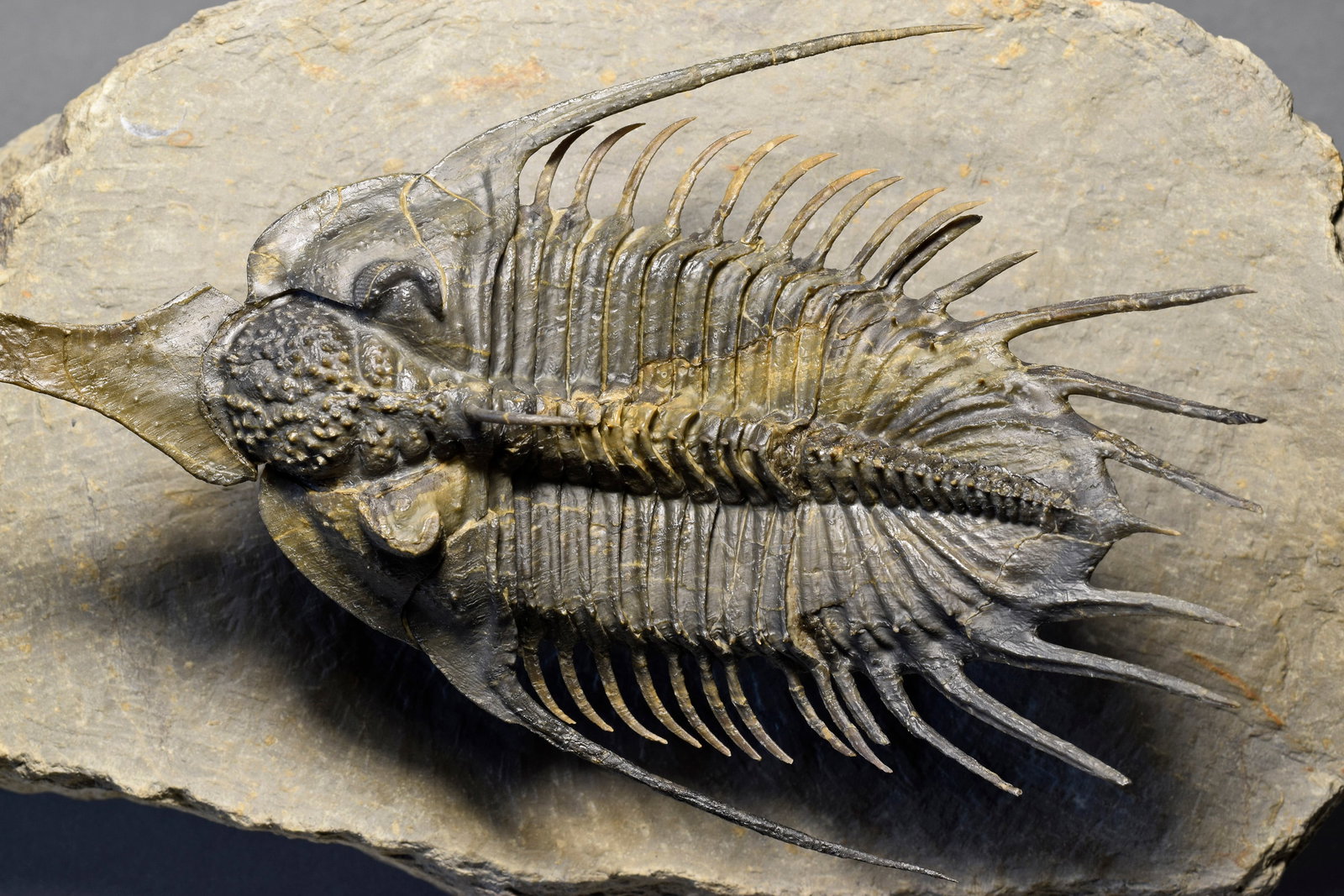 Superb large Psychopyge cf. termierorum - 10