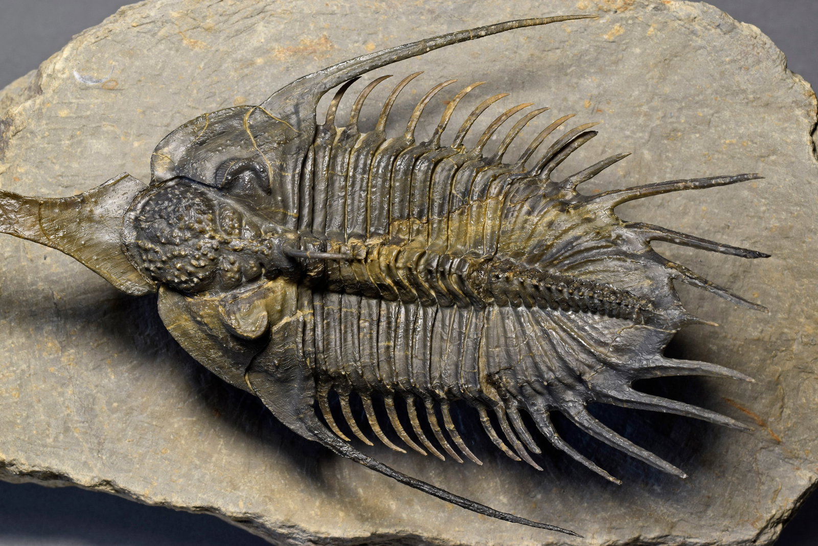 Superb large Psychopyge cf. termierorum - 11