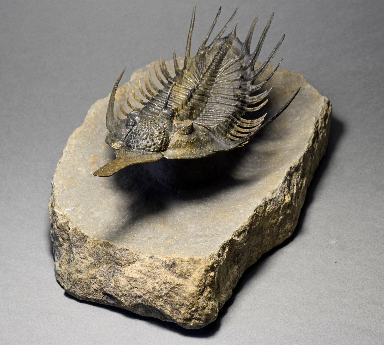 Superb large Psychopyge cf. termierorum - 3