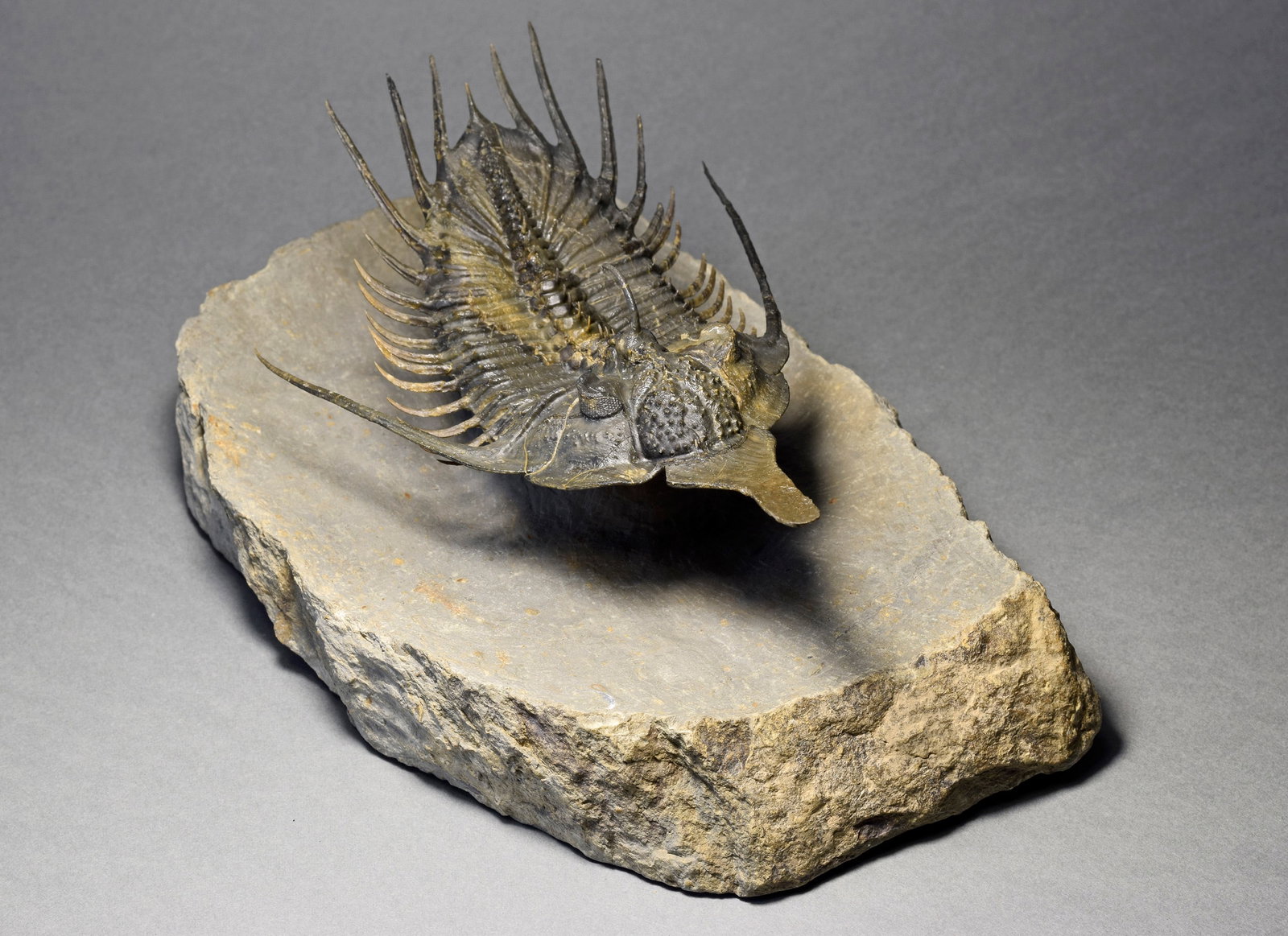 Superb large Psychopyge cf. termierorum - 4