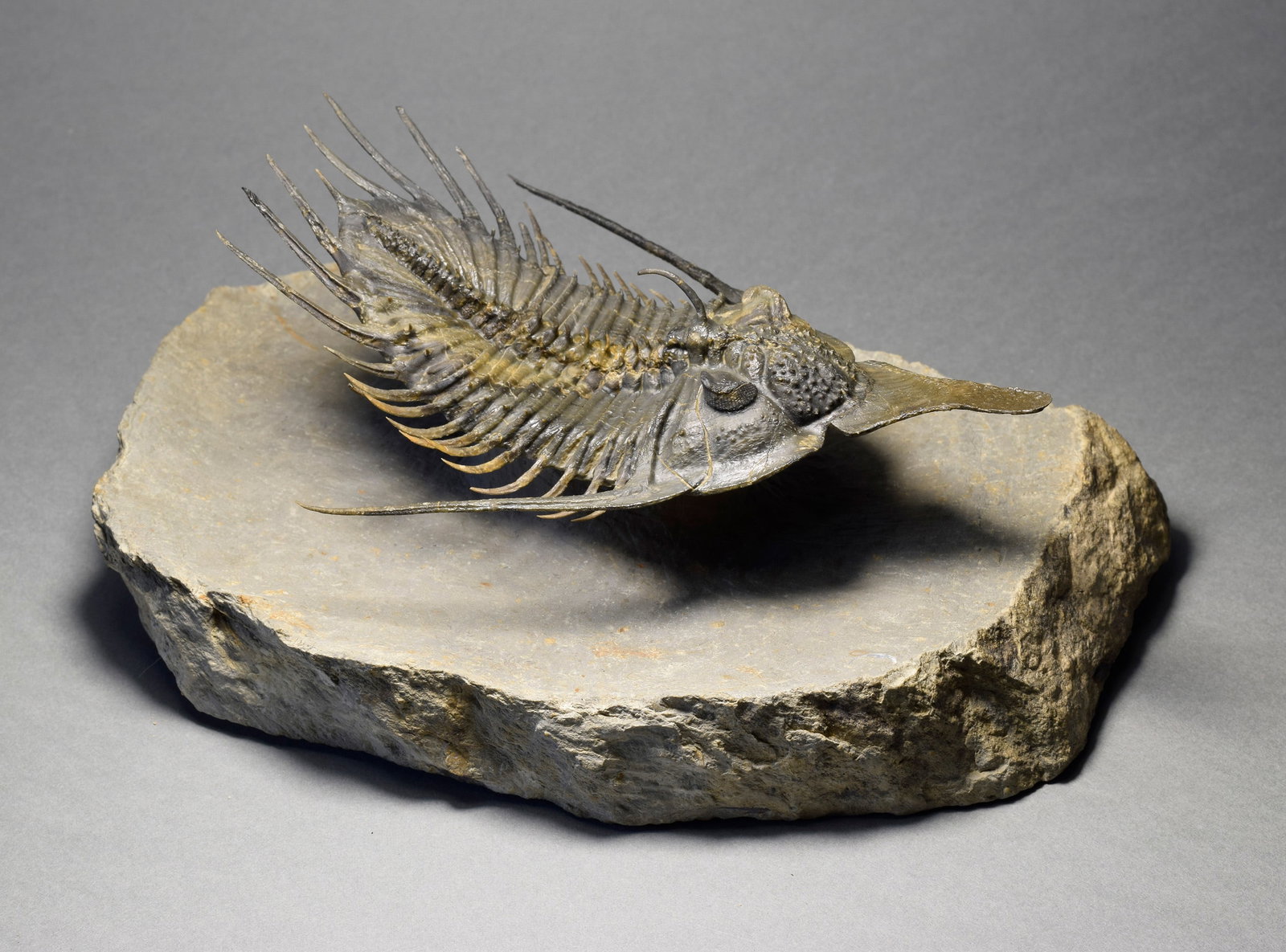 Superb large Psychopyge cf. termierorum - 5