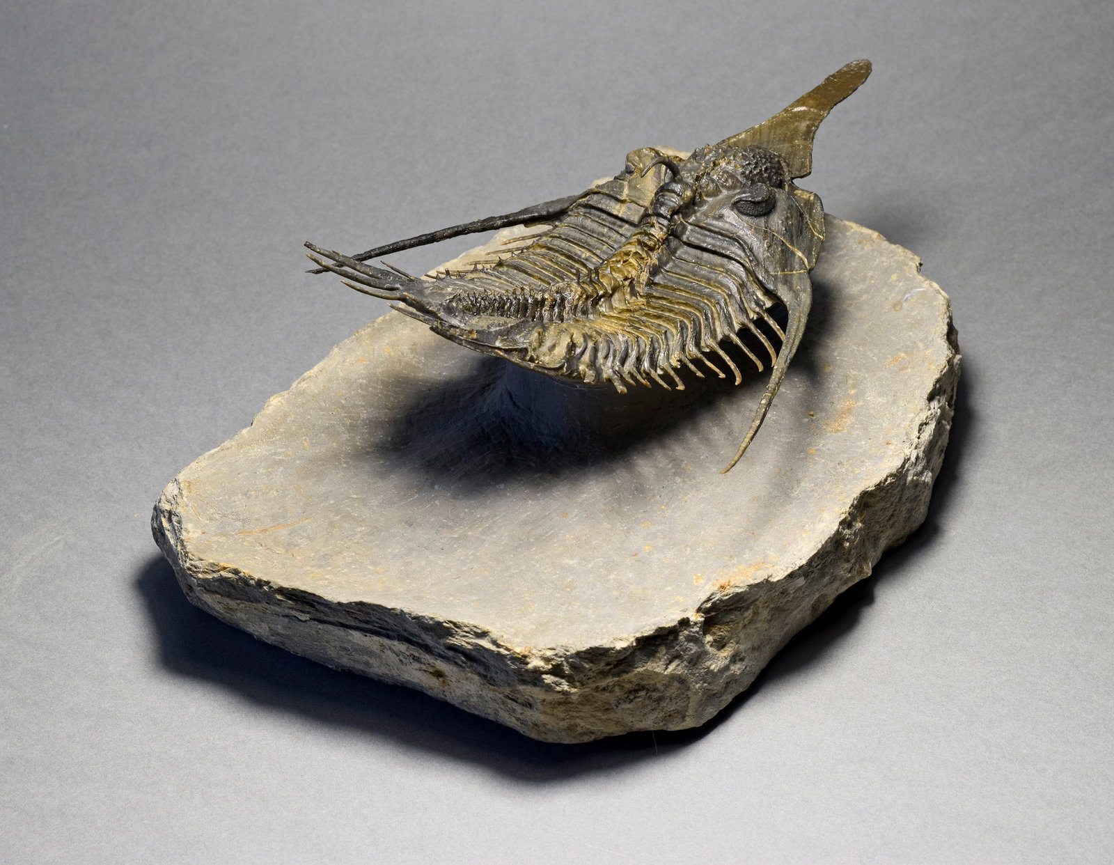 Superb large Psychopyge cf. termierorum - 7