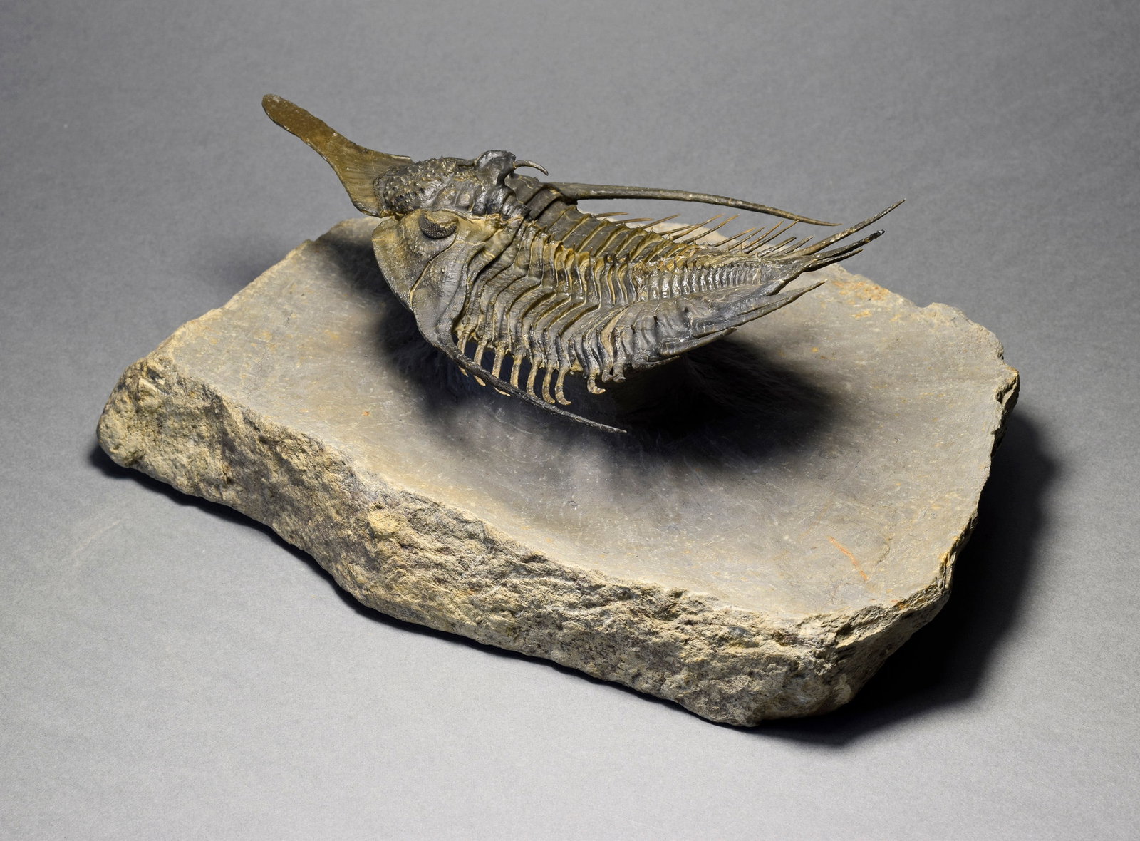 Superb large Psychopyge cf. termierorum - 8