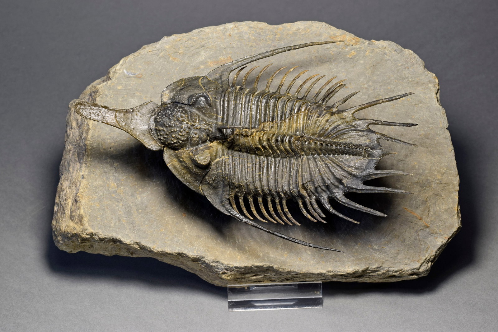 Superb large Psychopyge cf. termierorum - 9