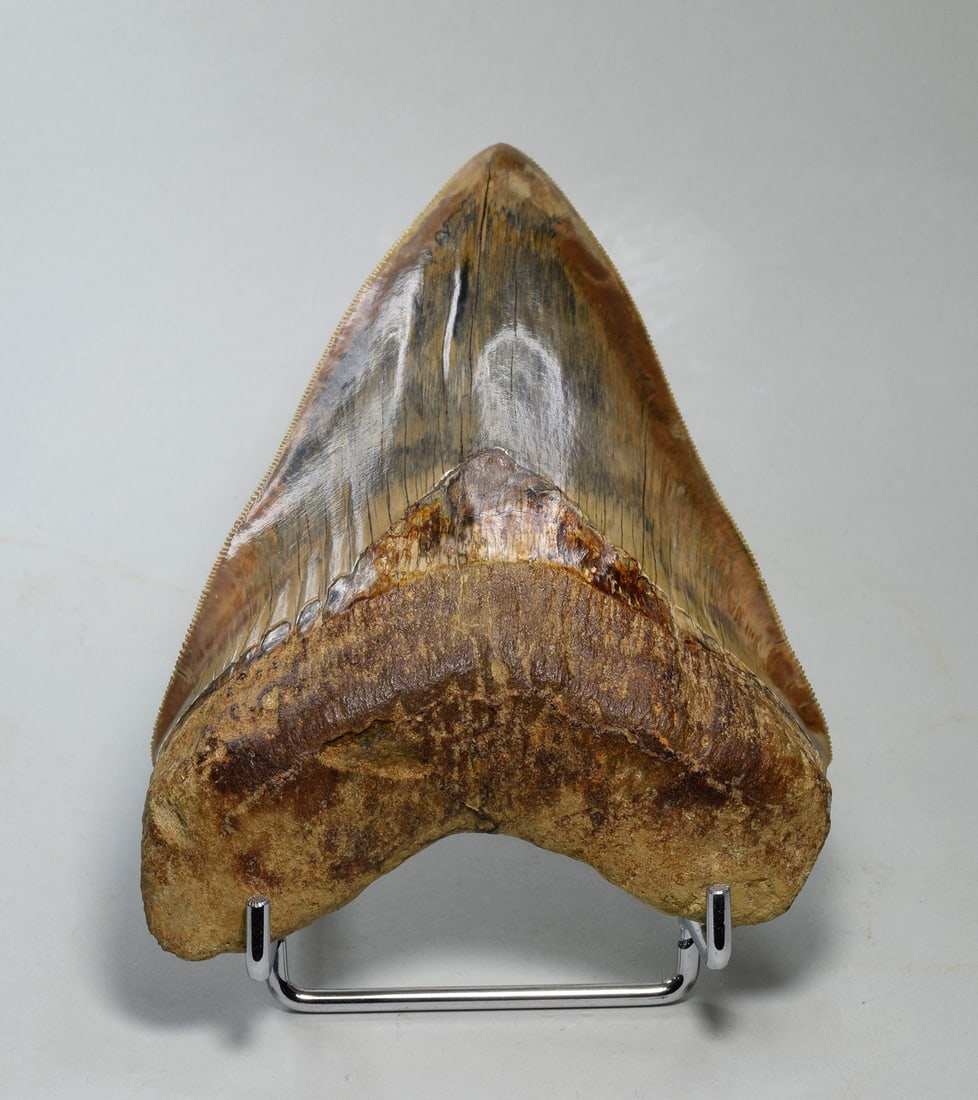 Superb 13.7 cm Carcharodon megalodon tooth: Title: Superb 13.7 cm Carcharodon megalodon toothOrigin: IndonesiaSize: 13.7 cm along edgeDescription: Species: Carcharodon megalodon Age: Miocene-Pliocene Locality: Indonesia Measurements: 13.7 cm