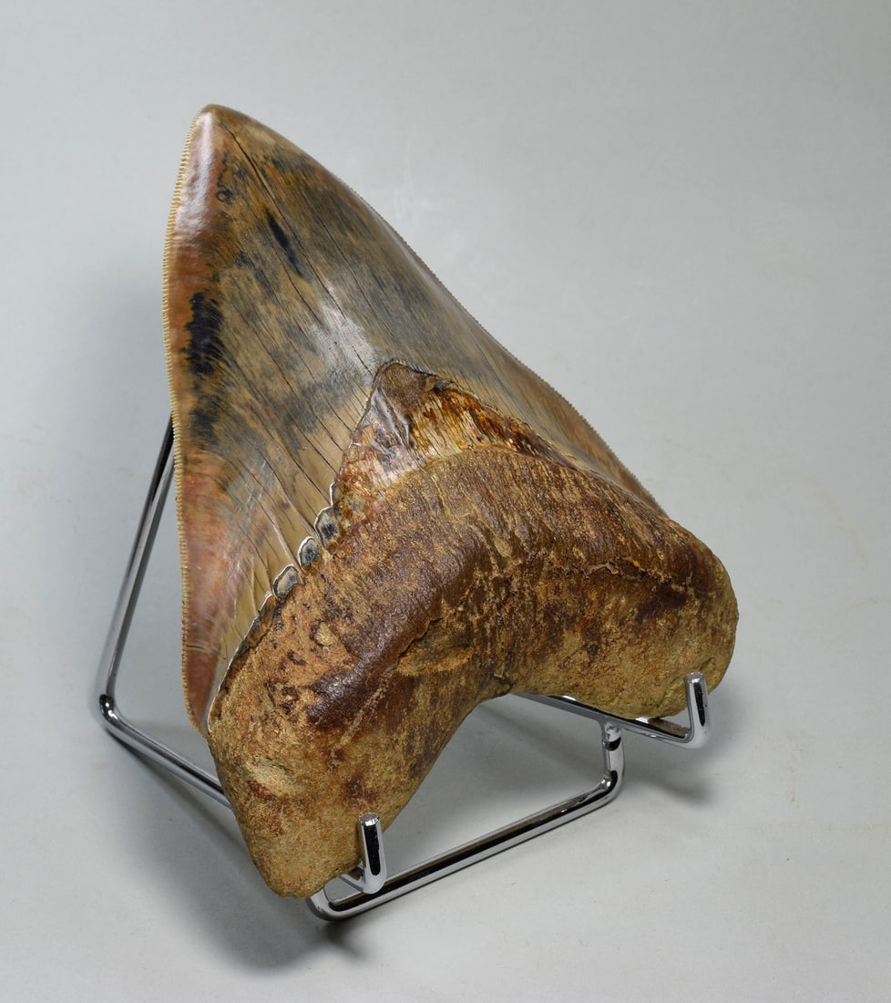 Superb 13.7 cm Carcharodon megalodon tooth - 2
