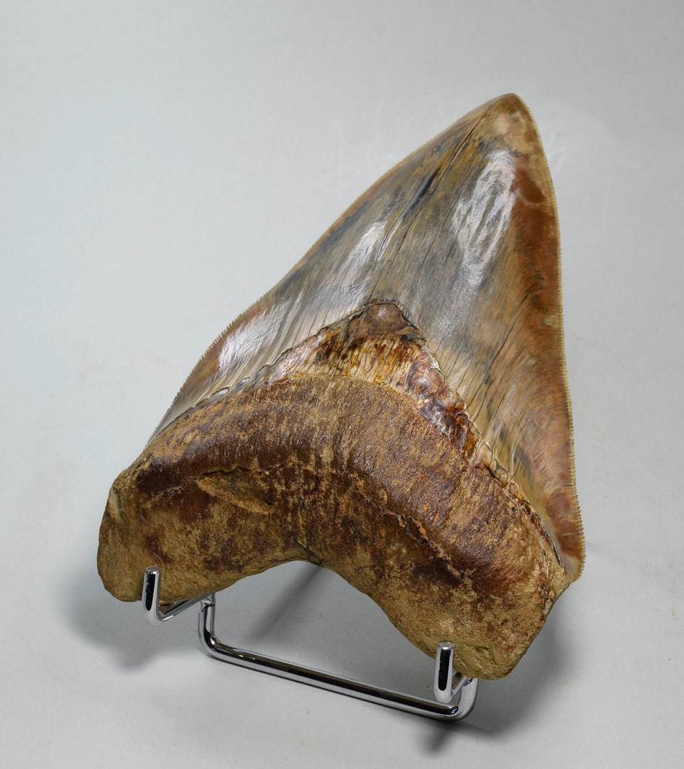 Superb 13.7 cm Carcharodon megalodon tooth - 3