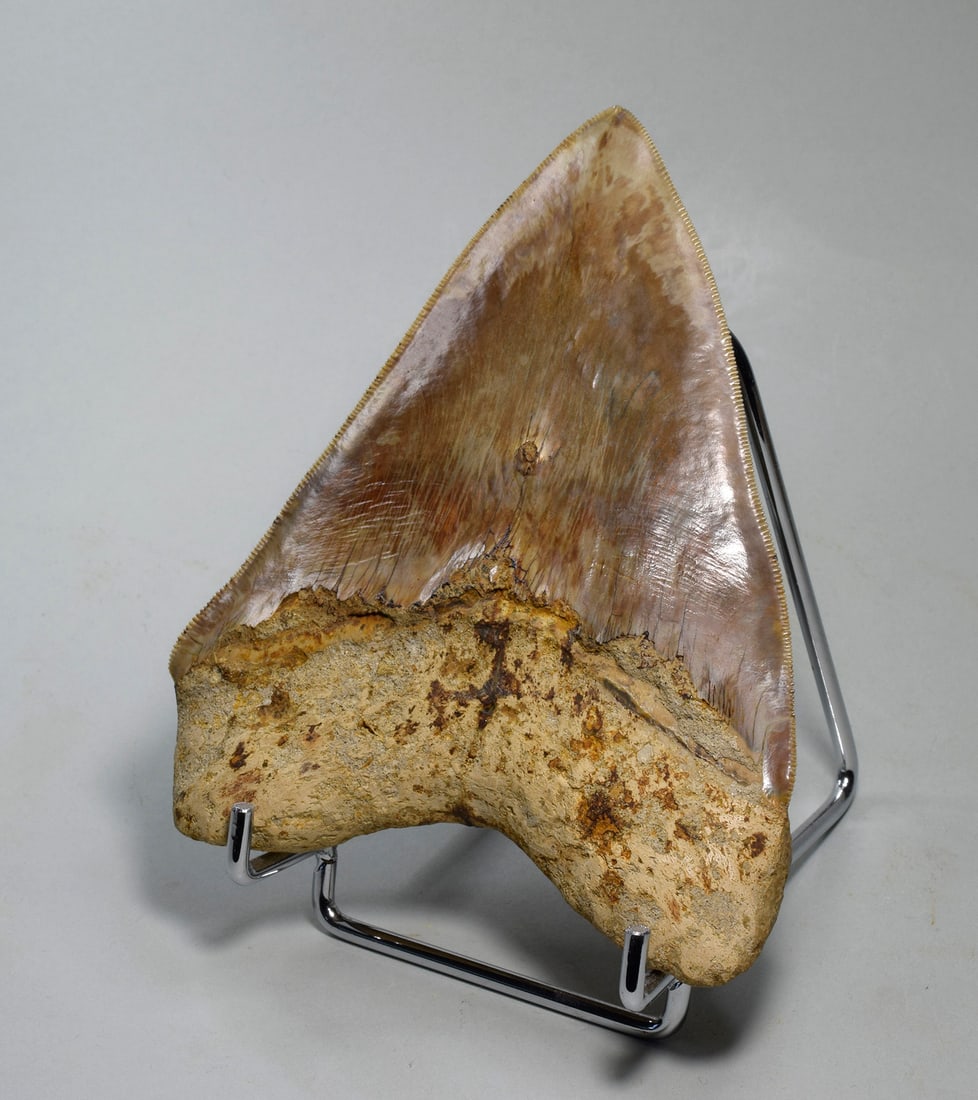 Superb 13.7 cm Carcharodon megalodon tooth - 6