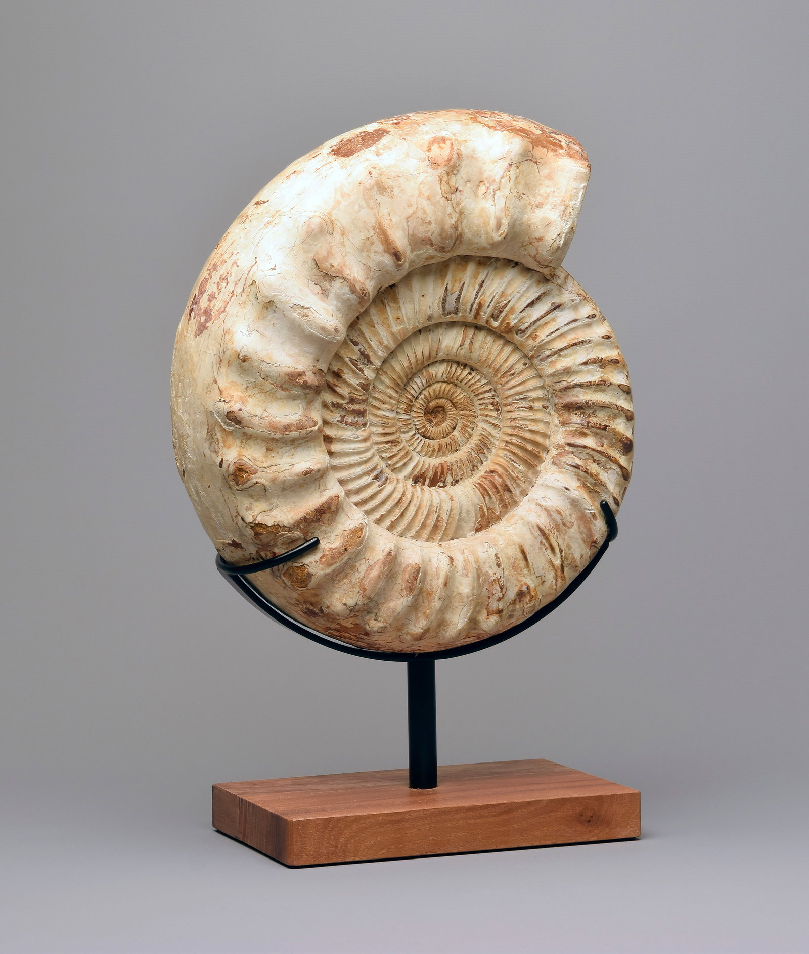 30 cm Ammonite on stand - Kranaosphinctes sp. - 3