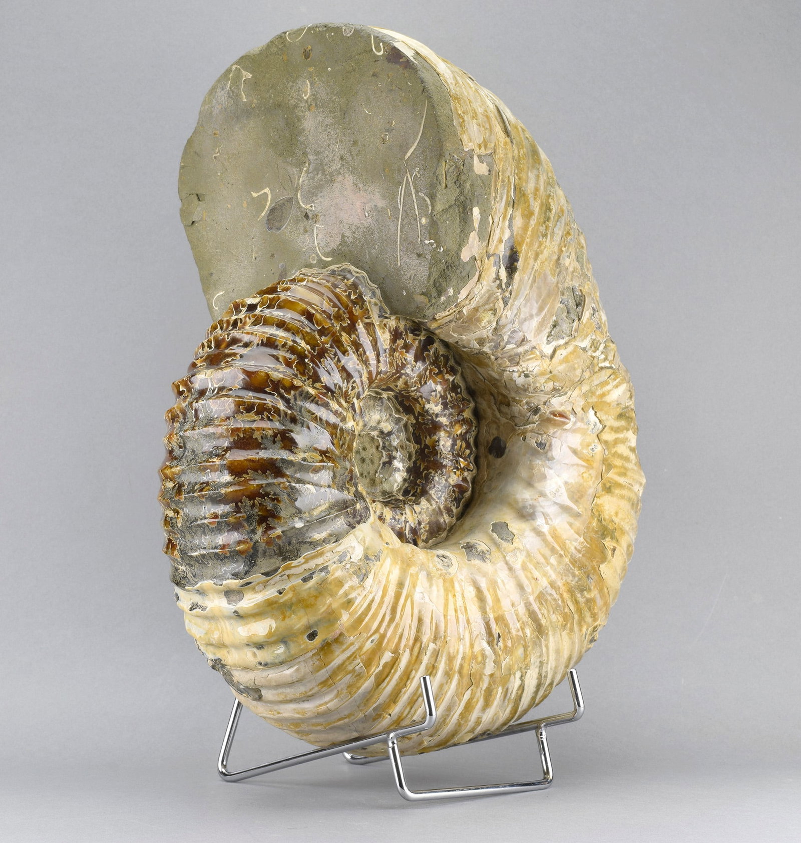 Large polished nacreous Ammonite - Douvilleiceras mammillatum - 2