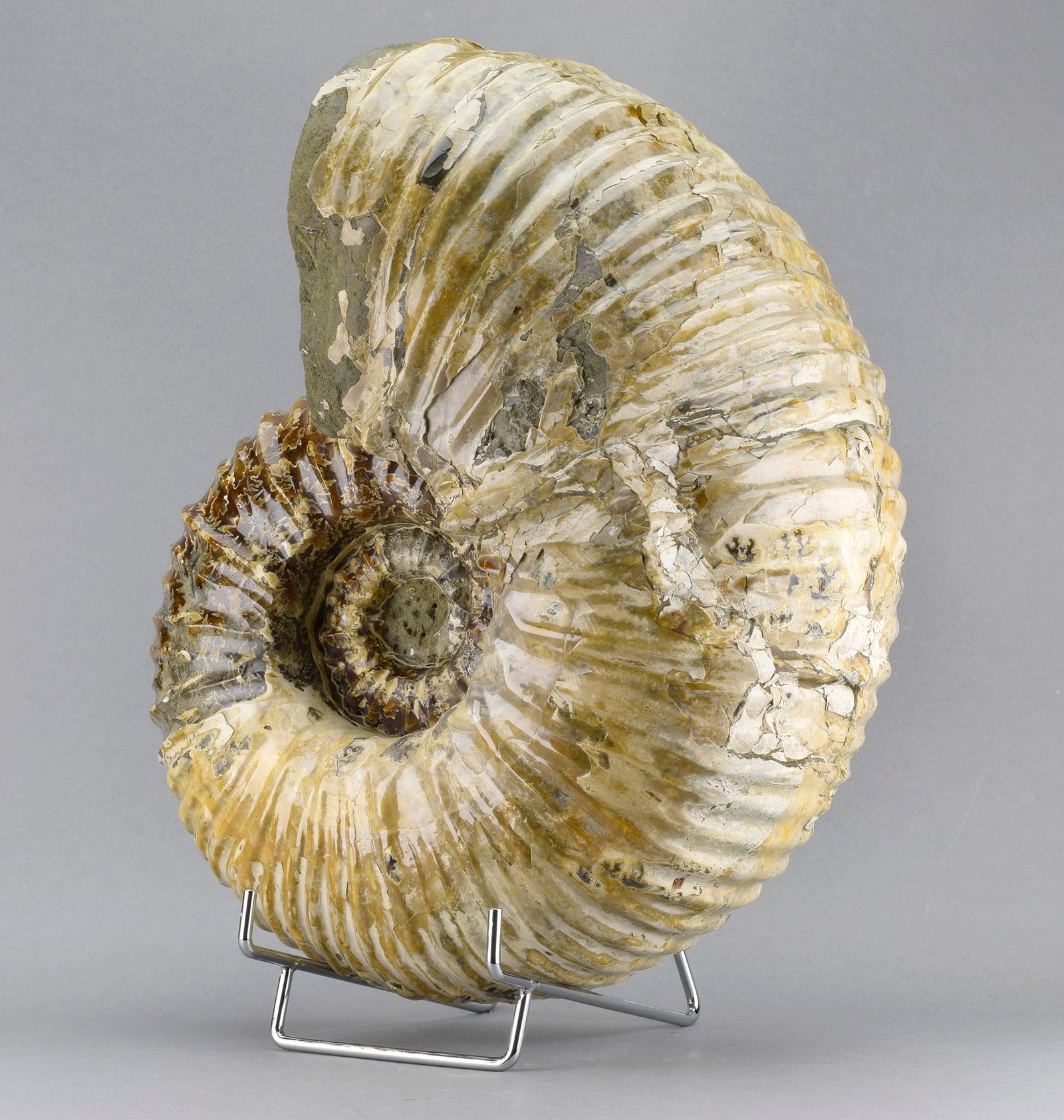 Large polished nacreous Ammonite - Douvilleiceras mammillatum - 4