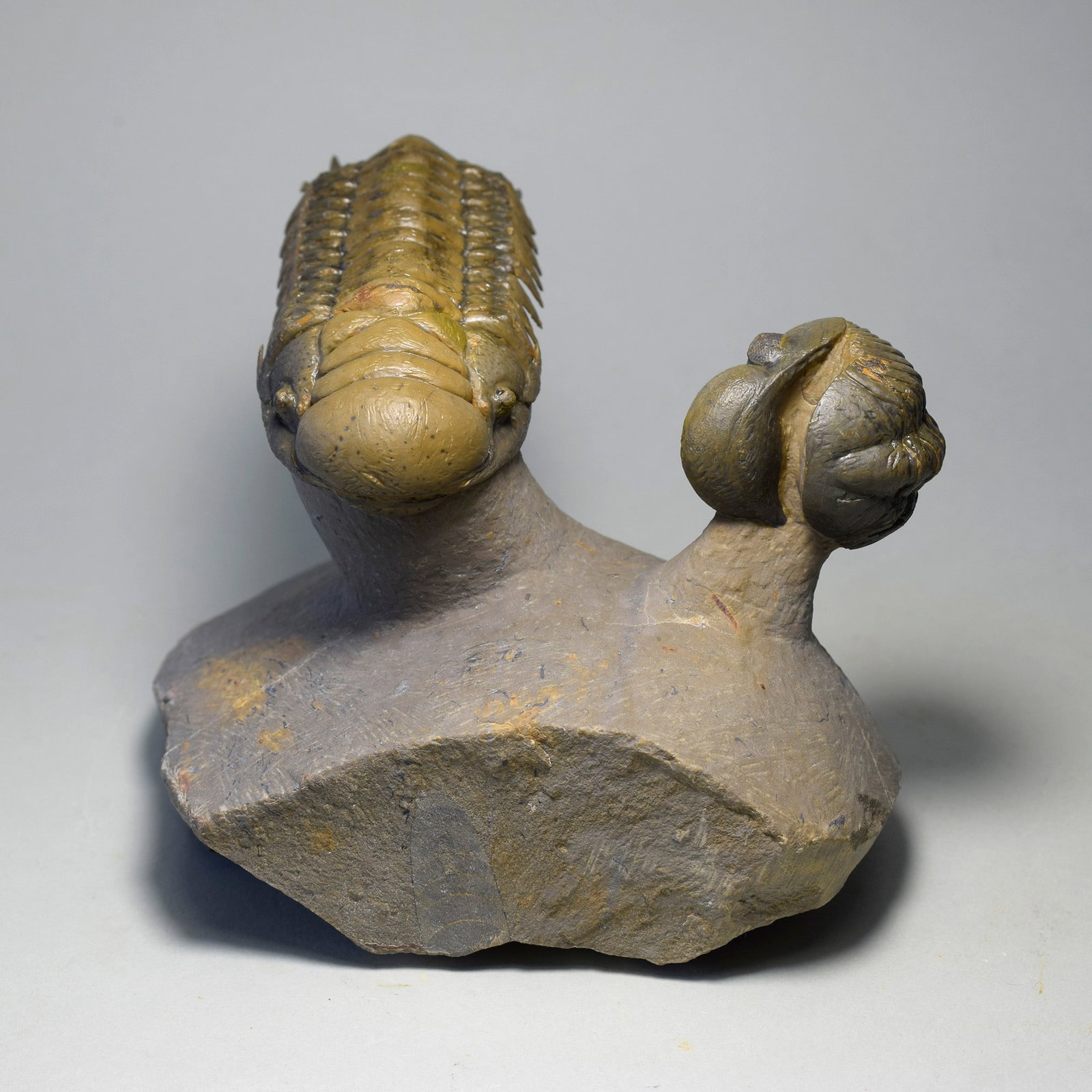 Gorgeous trilobite combo - "flying" Crotalocephalina gr. gibbus and Phacopid: Title: Gorgeous trilobite combo - "flying" Crotalocephalina gr. gibbus and Phacopid Origin: Morocco Size: c. 8.9 cm long (Crotalocephalina) Description: Species: Cheirurus (Crotalocephalina) gr. gibbu