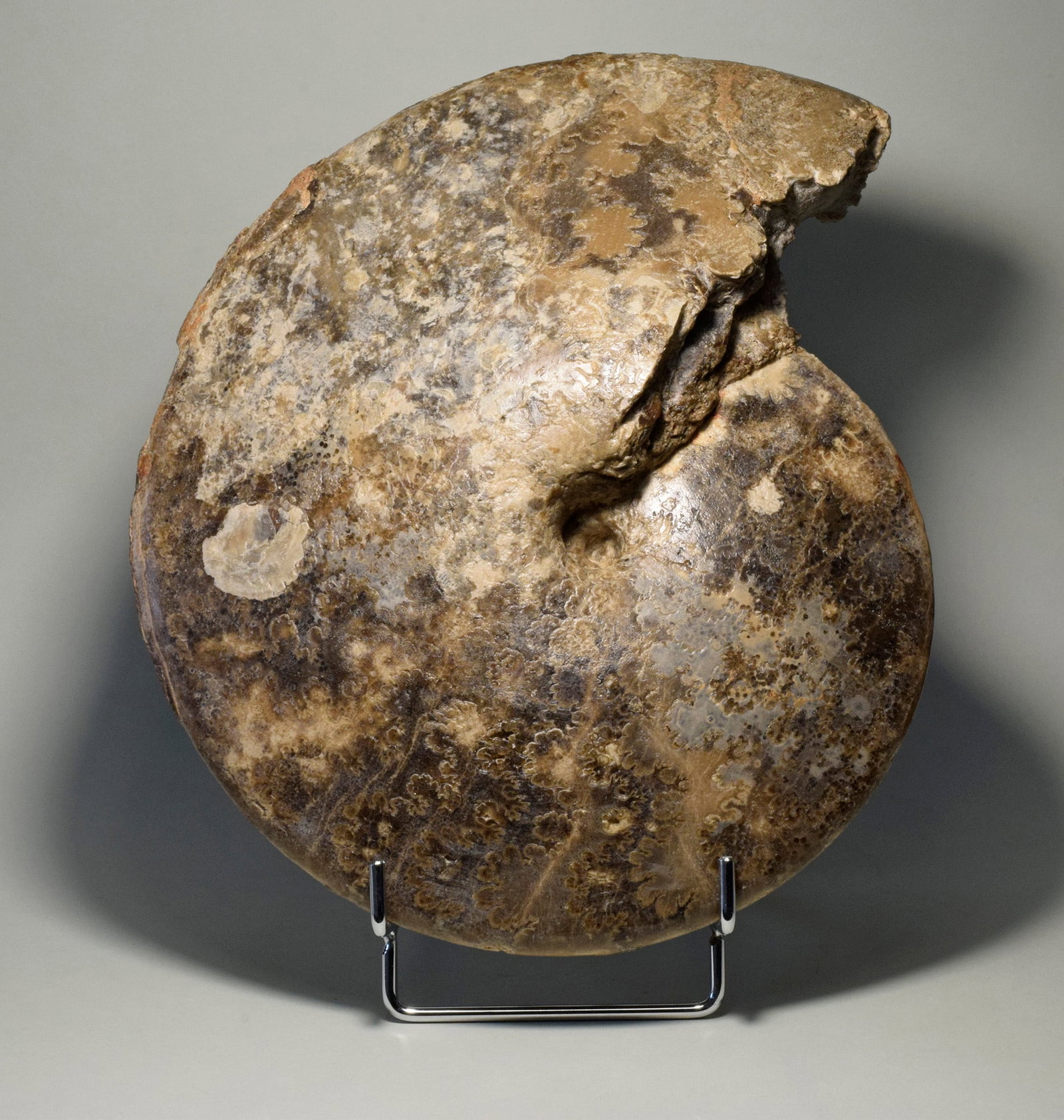 24.5 cm ammonite Choffaticeras segne: Title: 24.5 cm ammonite Choffaticeras segneOrigin: MoroccoSize: 24.5 cm diameterDescription: Species: Choffaticeras segne Age: Cretaceous, Turonian Locality: Asfla, Morocco Measurements: 24.5 cm