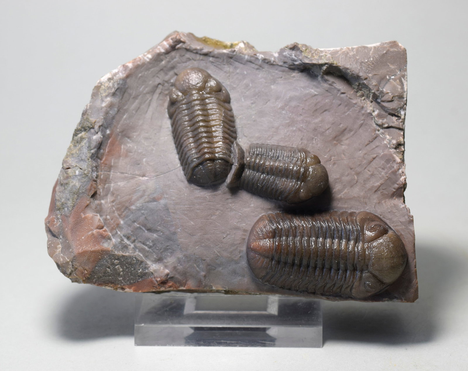 Fine Jorf trilobites Austerops sp.: Title: Fine Jorf trilobites Austerops sp. Origin: Morocco Size: 80 x 60 mm matrix Description: Species: Austerops sp. Age: Devonian Locality: Jorf, Morocco Measurements: 33 mm long (largest trilobite)
