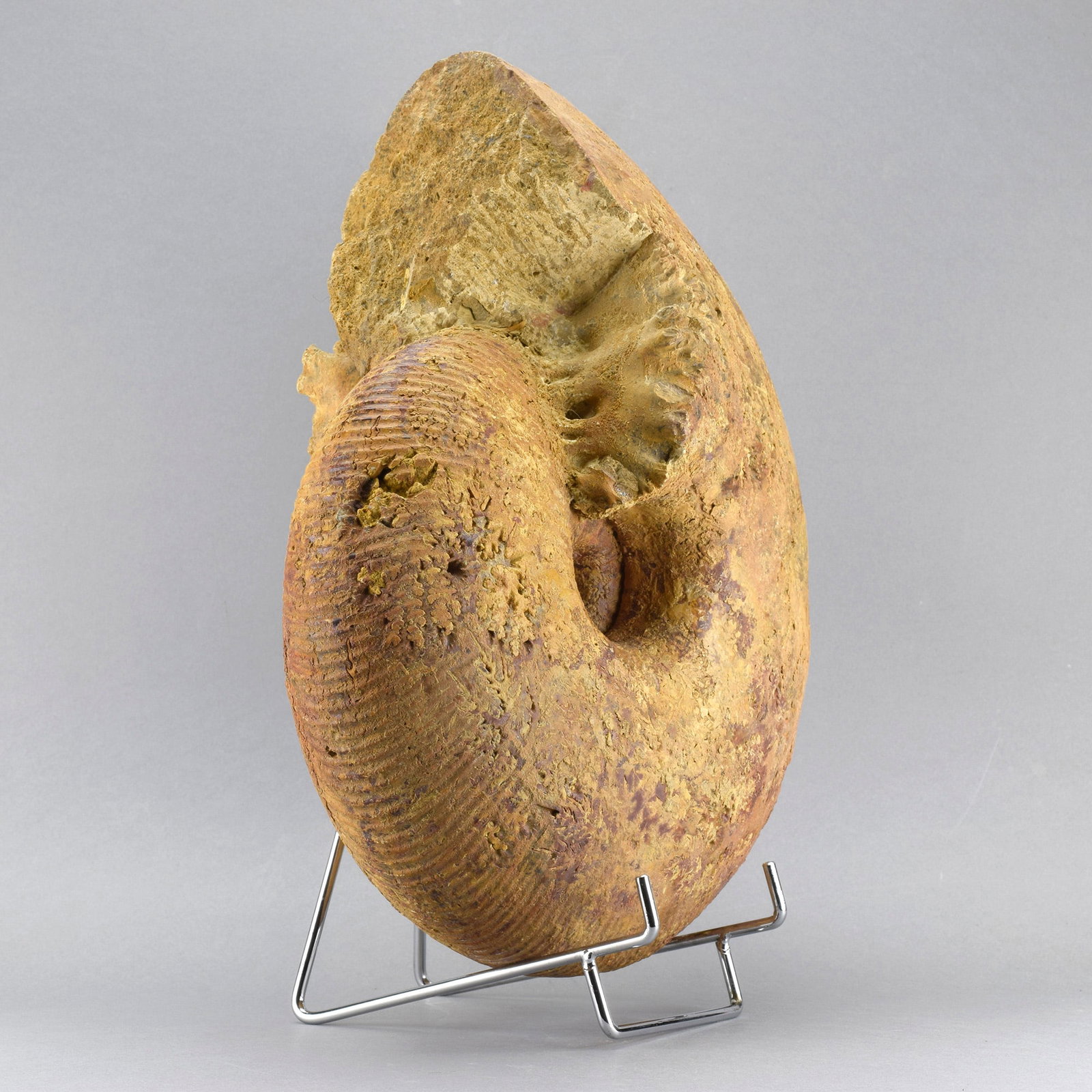 Large ammonite Macrocephalites - 3