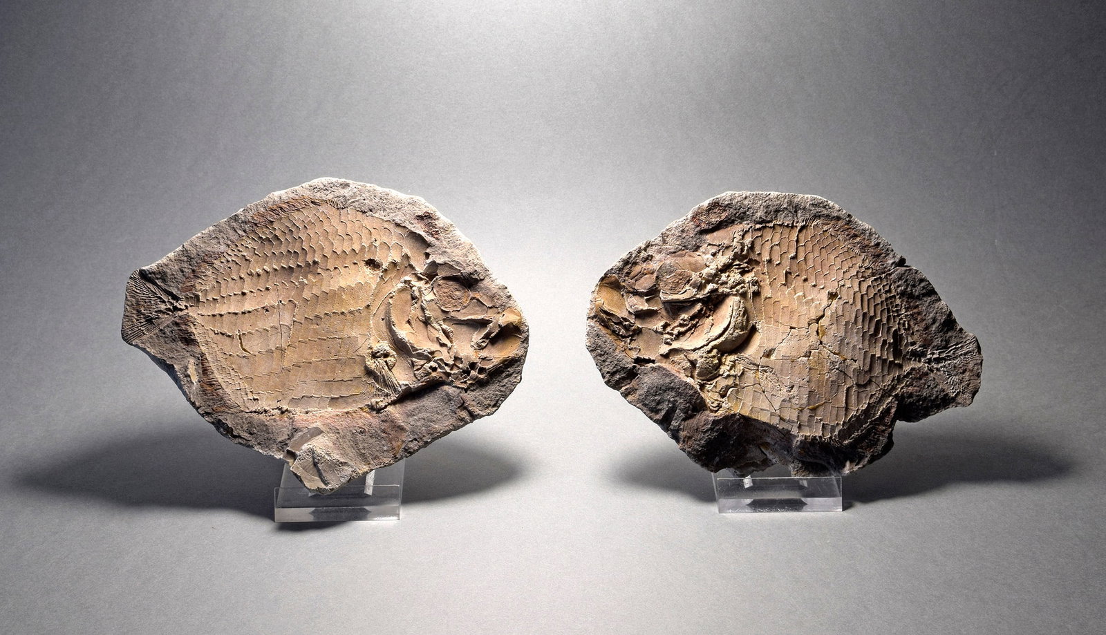 Perfect fish fossil Bobasatrania mahavavica: Title: Perfect fish fossil Bobasatrania mahavavicaOrigin: MadagascarSize: c. 13.1 cm longDescription: Species: Bobasatrania mahavavica Age: lower Triassic Locality: Madagascar Measurements: c. 13.1