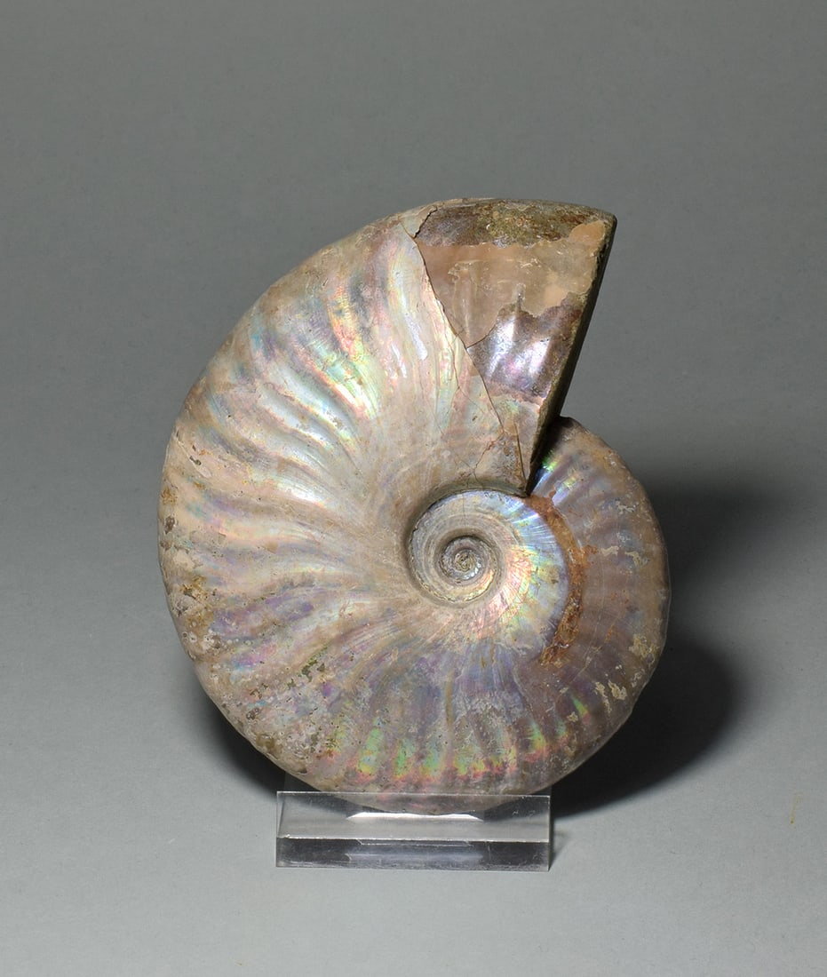 9.5 cm nacreous ammonite Aioloceras besairiei: Title: 9.5 cm nacreous ammonite Aioloceras besairieiOrigin: MadagascarSize: 9.5 cm diameterDescription: Species: Aioloceras besairiei Age: Cretaceous, Albian Locality: Mahajanga, Madagascar 